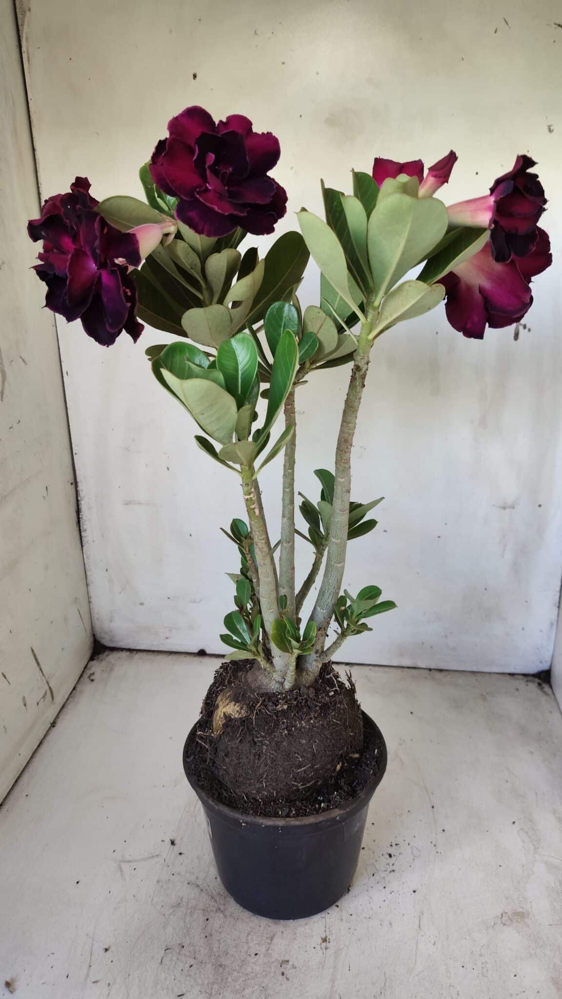 Planta Dobrada 2908 – 40cm – 03 anos