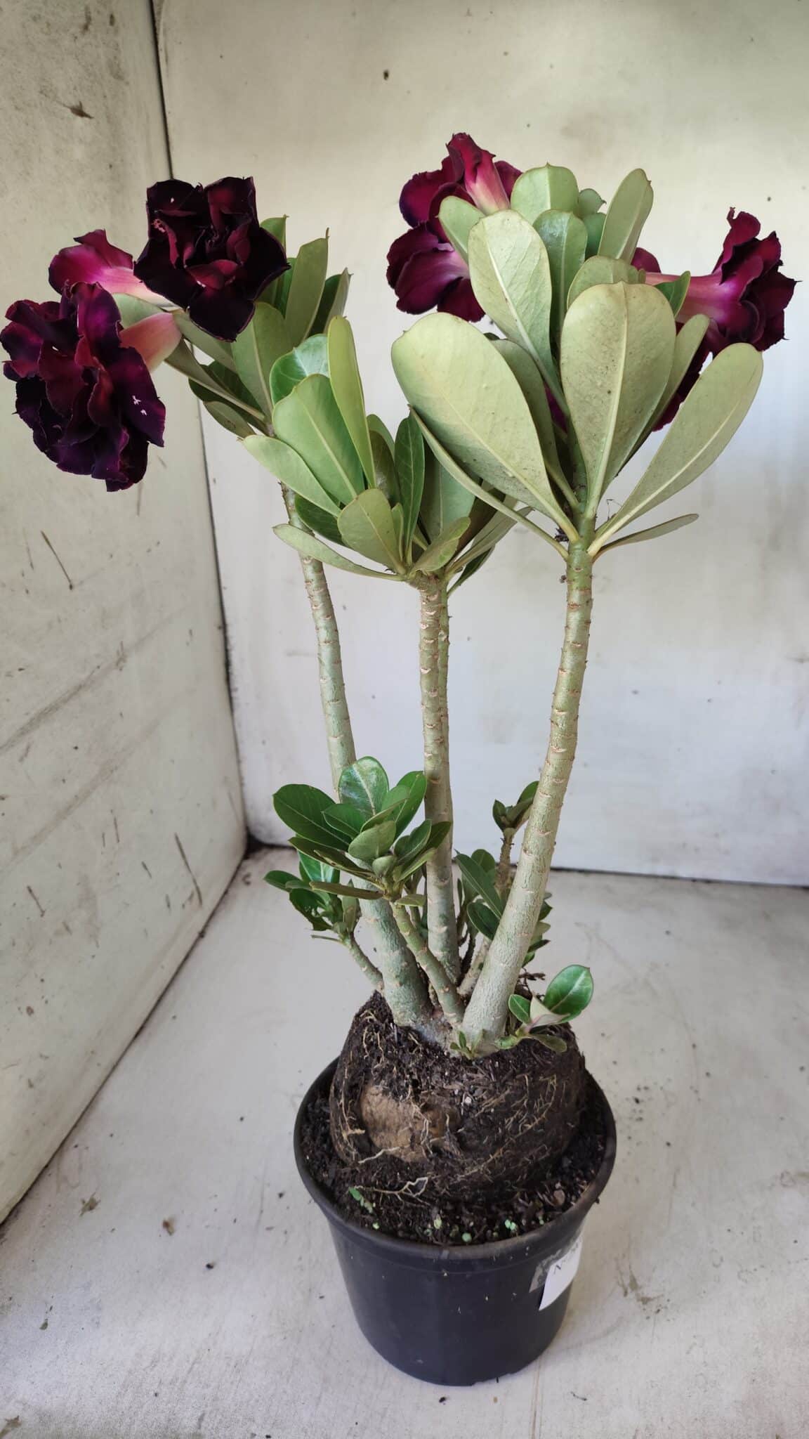 Planta Dobrada 2908 – 40cm – 03 anos