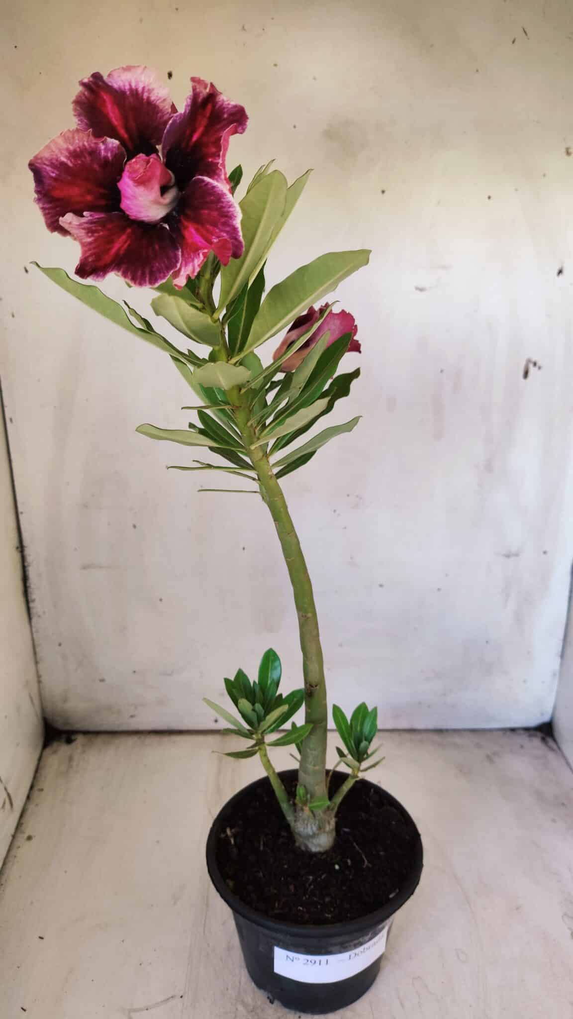Planta Dobrada 2911 – 30cm – 02 anos