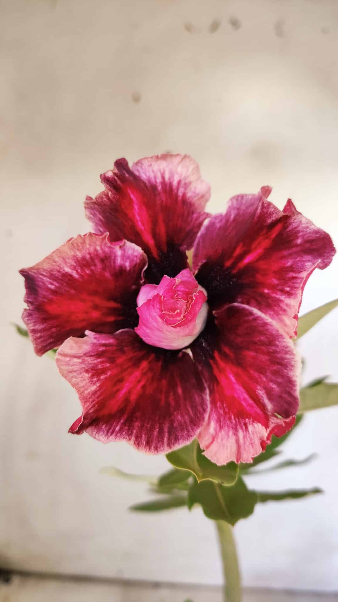 Planta Dobrada 2911 – 30cm – 02 anos