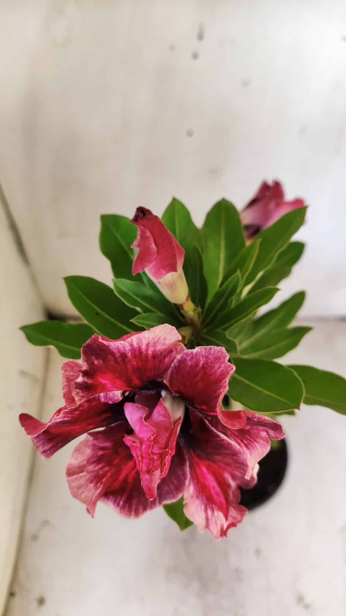 Planta Dobrada 2911 – 30cm – 02 anos