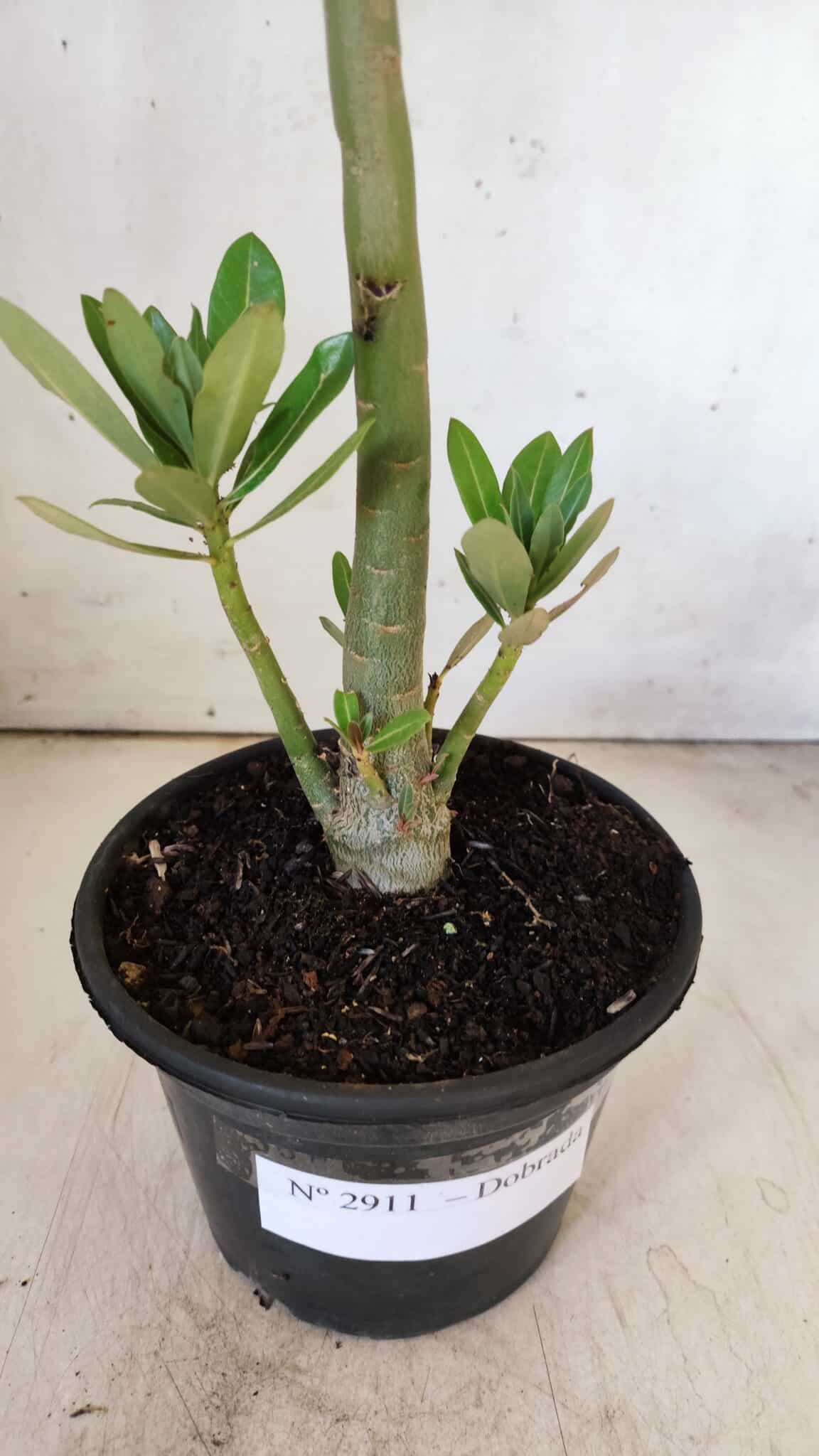Planta Dobrada 2911 – 30cm – 02 anos