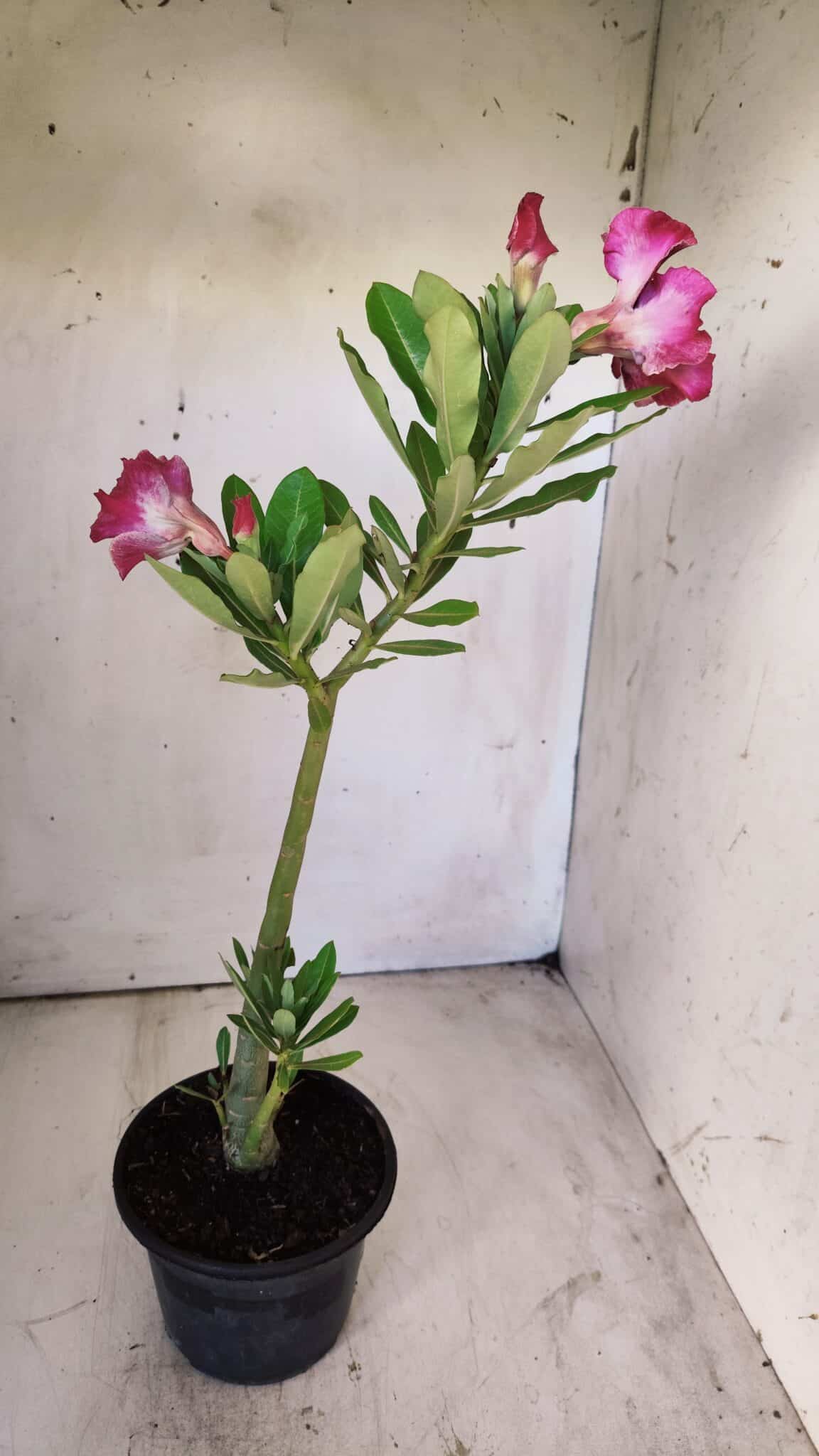 Planta Dobrada 2911 – 30cm – 02 anos