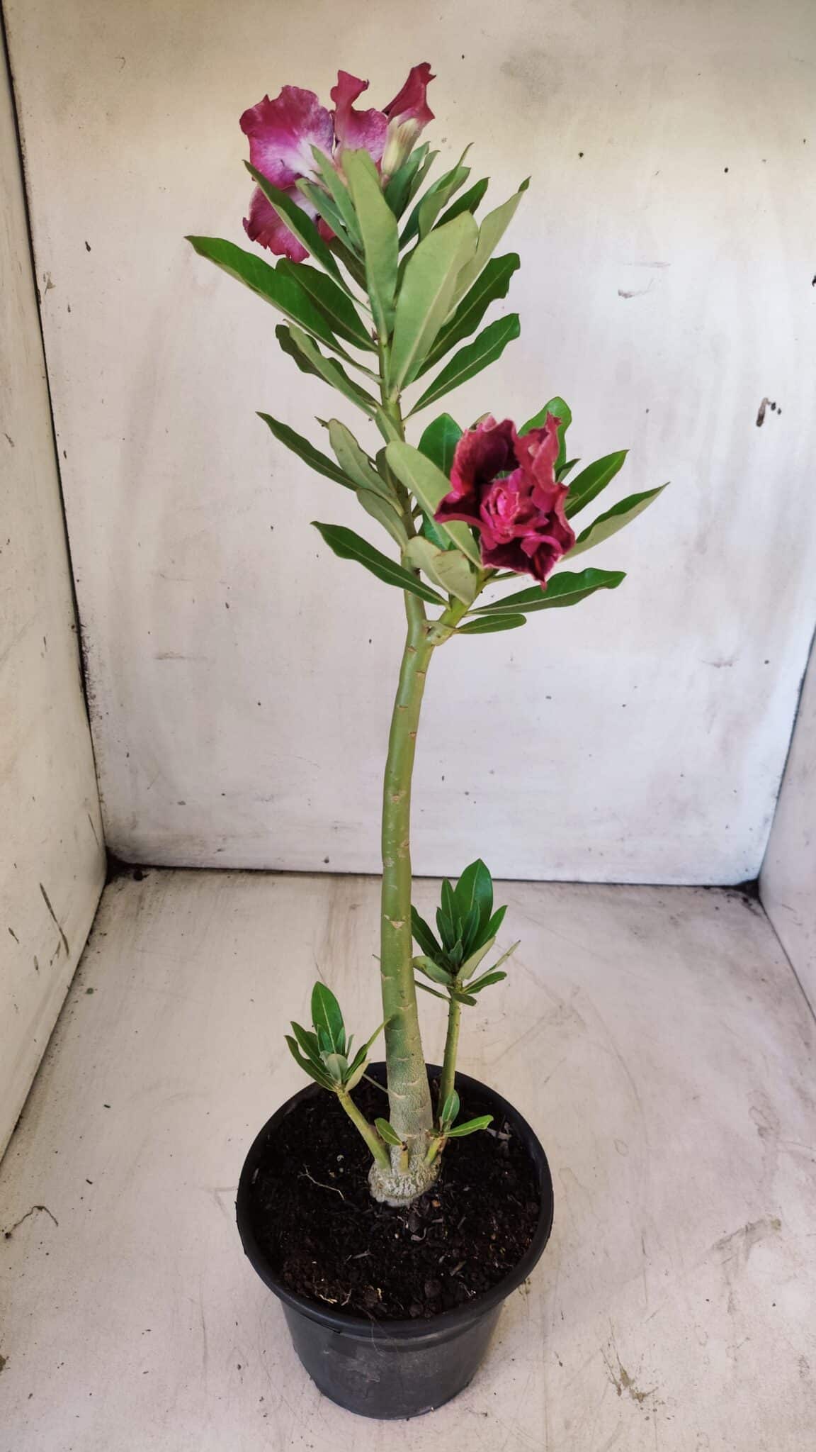 Planta Dobrada 2911 – 30cm – 02 anos