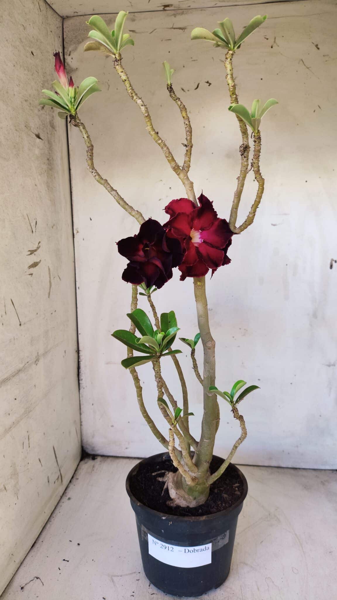 Planta Dobrada 2912 – 35cm – 03 anos