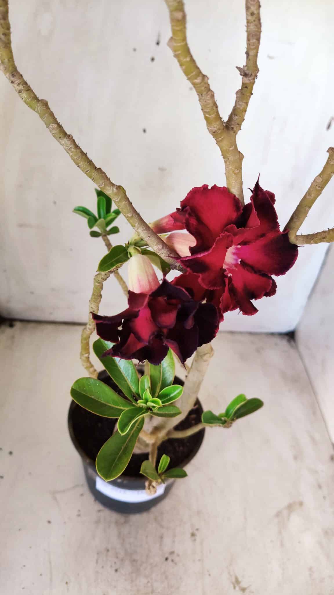Planta Dobrada 2912 – 35cm – 03 anos