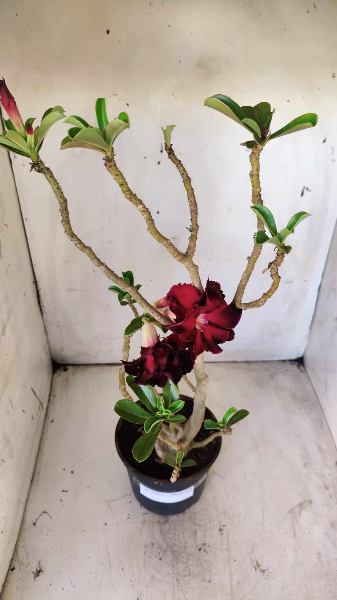 Planta Dobrada 2912 – 35cm – 03 anos