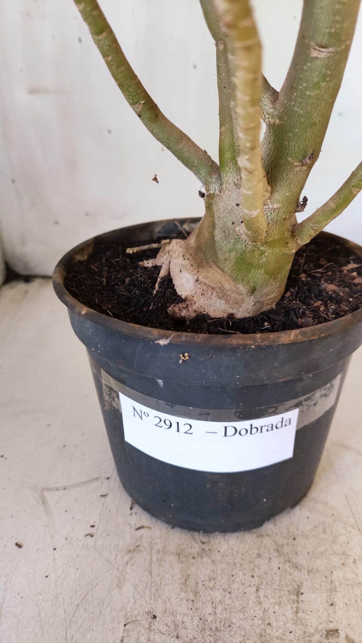 Planta Dobrada 2912 – 35cm – 03 anos