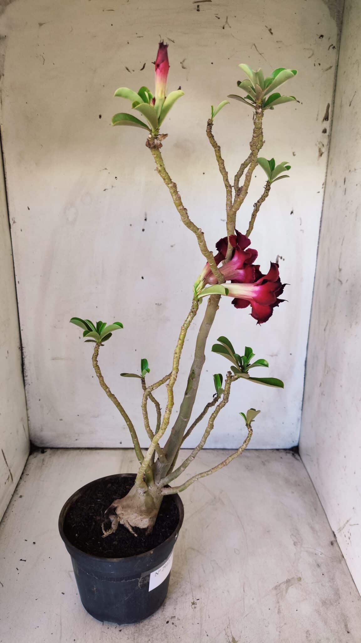 Planta Dobrada 2912 – 35cm – 03 anos