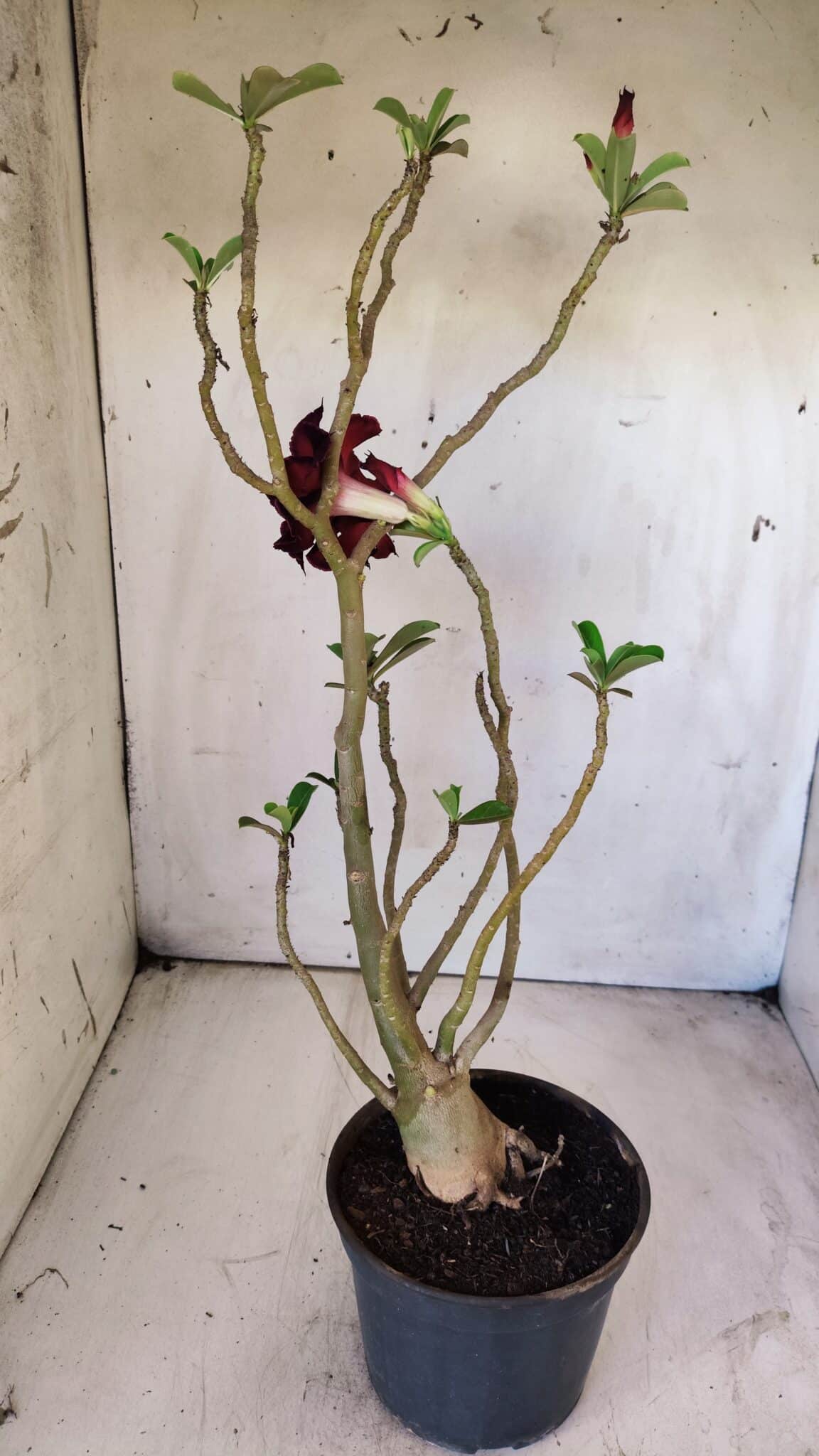 Planta Dobrada 2912 – 35cm – 03 anos