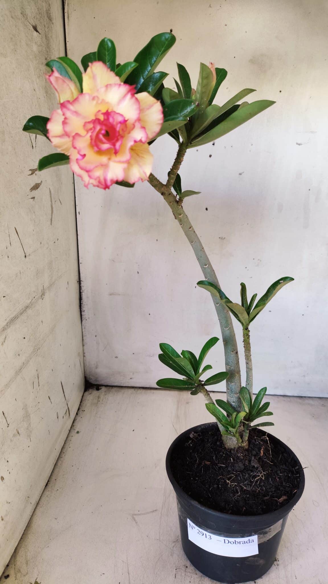 Planta Dobrada 2913 – 30cm – 02 anos