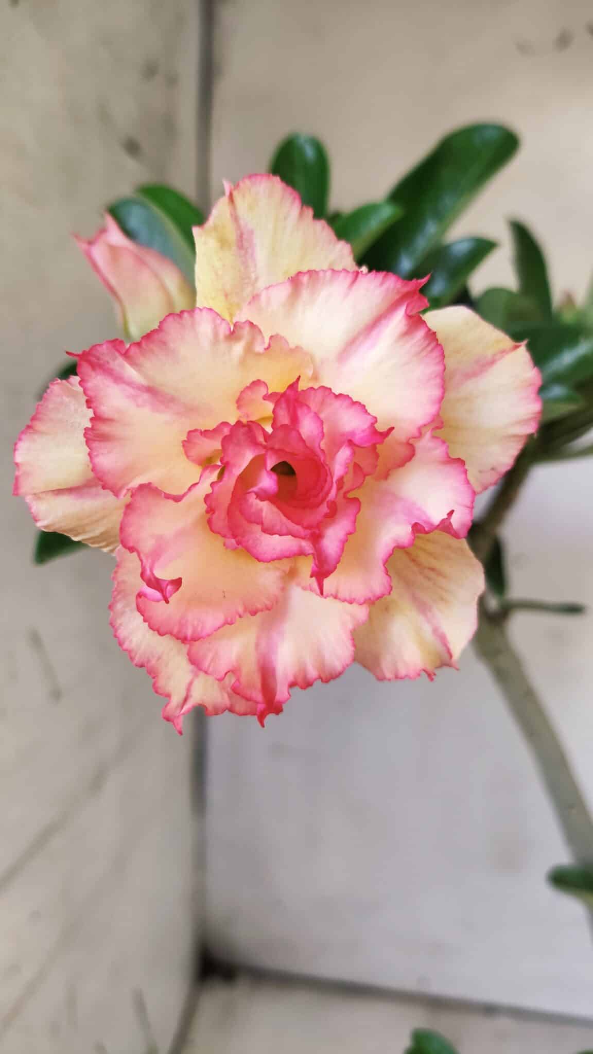 Planta Dobrada 2913 – 30cm – 02 anos