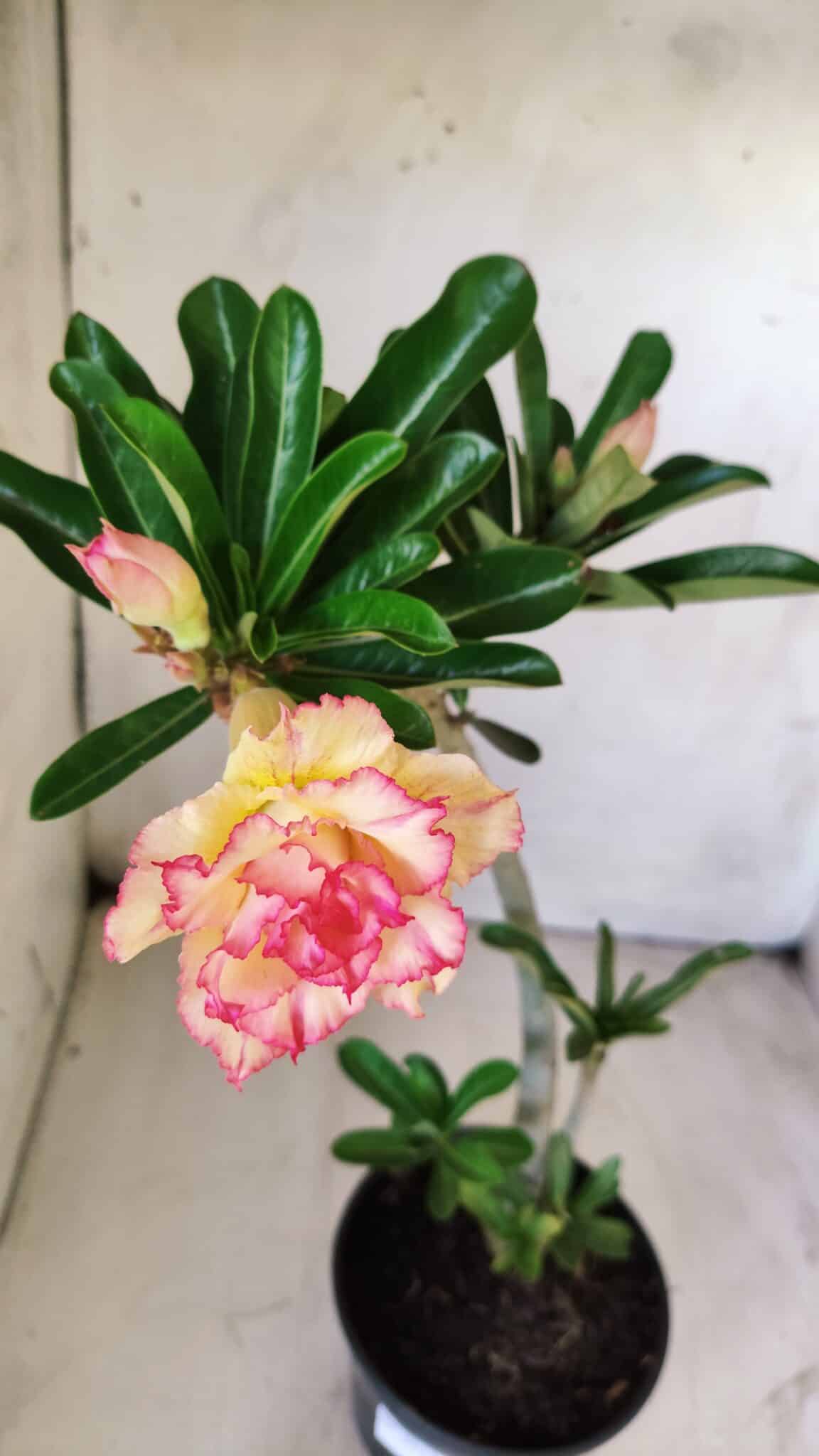 Planta Dobrada 2913 – 30cm – 02 anos
