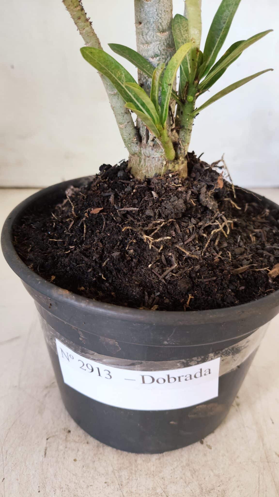 Planta Dobrada 2913 – 30cm – 02 anos