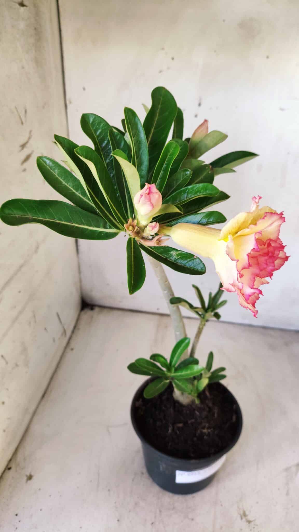 Planta Dobrada 2913 – 30cm – 02 anos