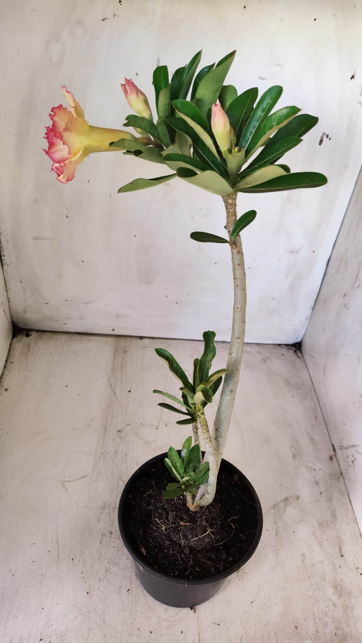Planta Dobrada 2913 – 30cm – 02 anos