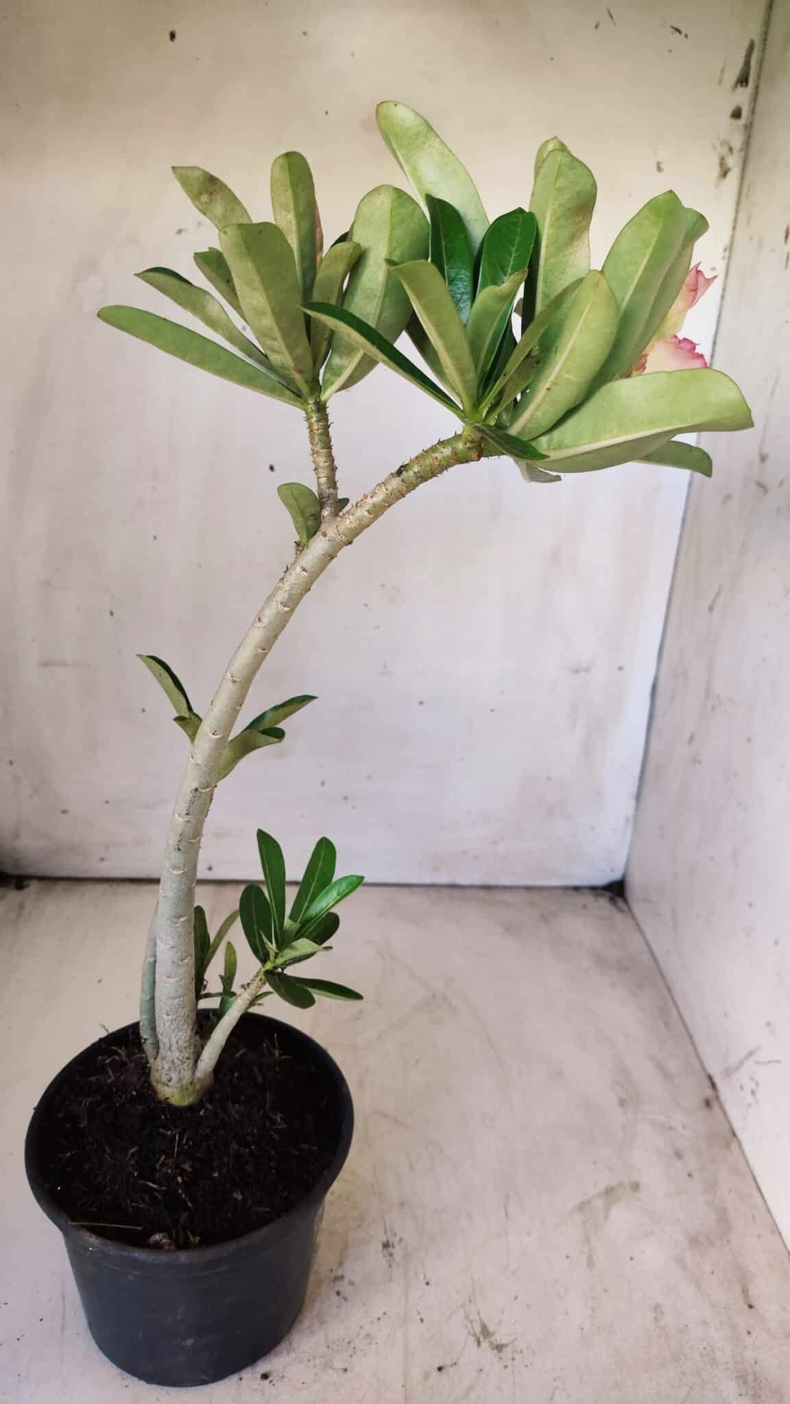 Planta Dobrada 2913 – 30cm – 02 anos