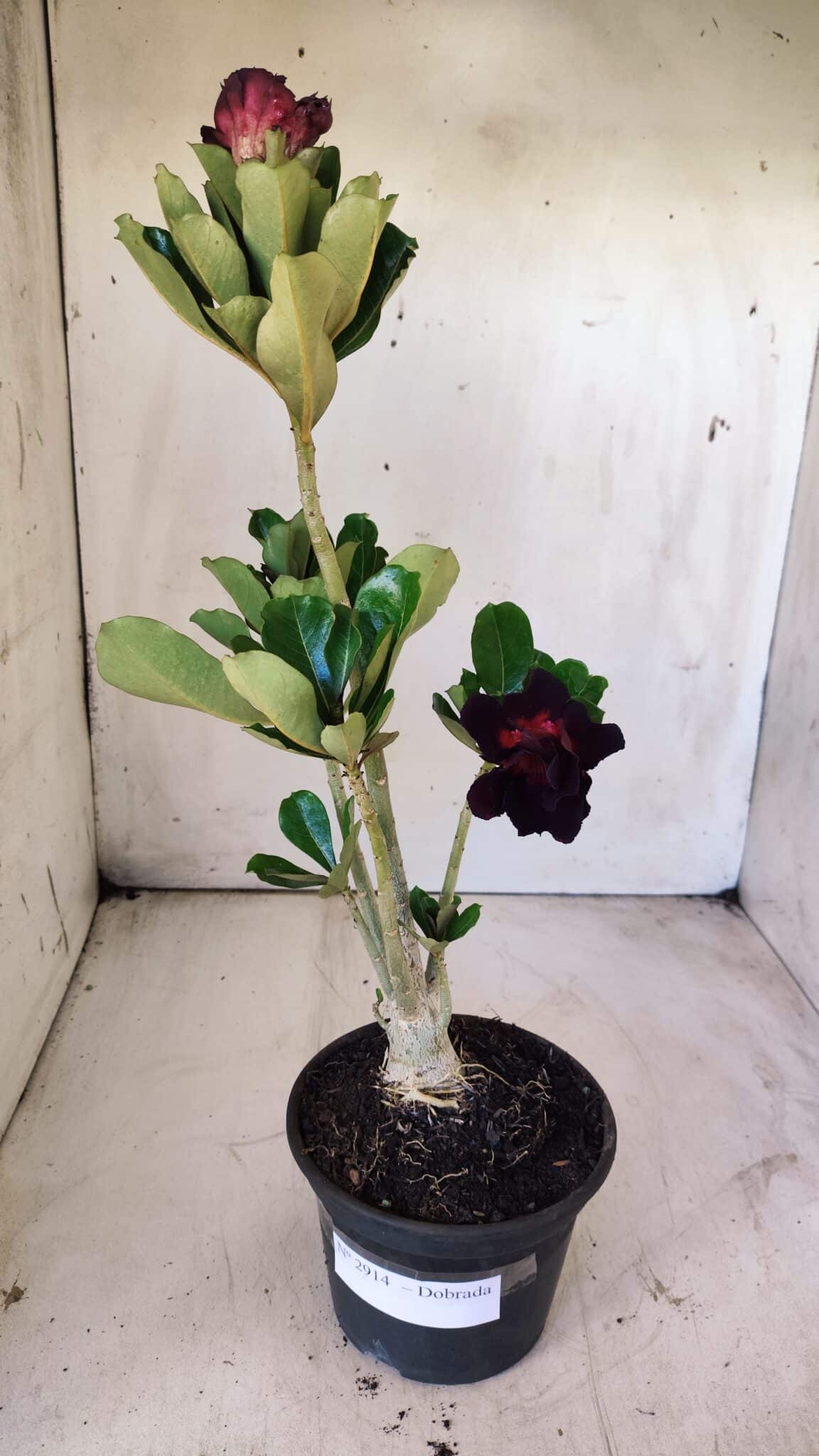 Planta Dobrada 2914 – 30cm – 02 anos