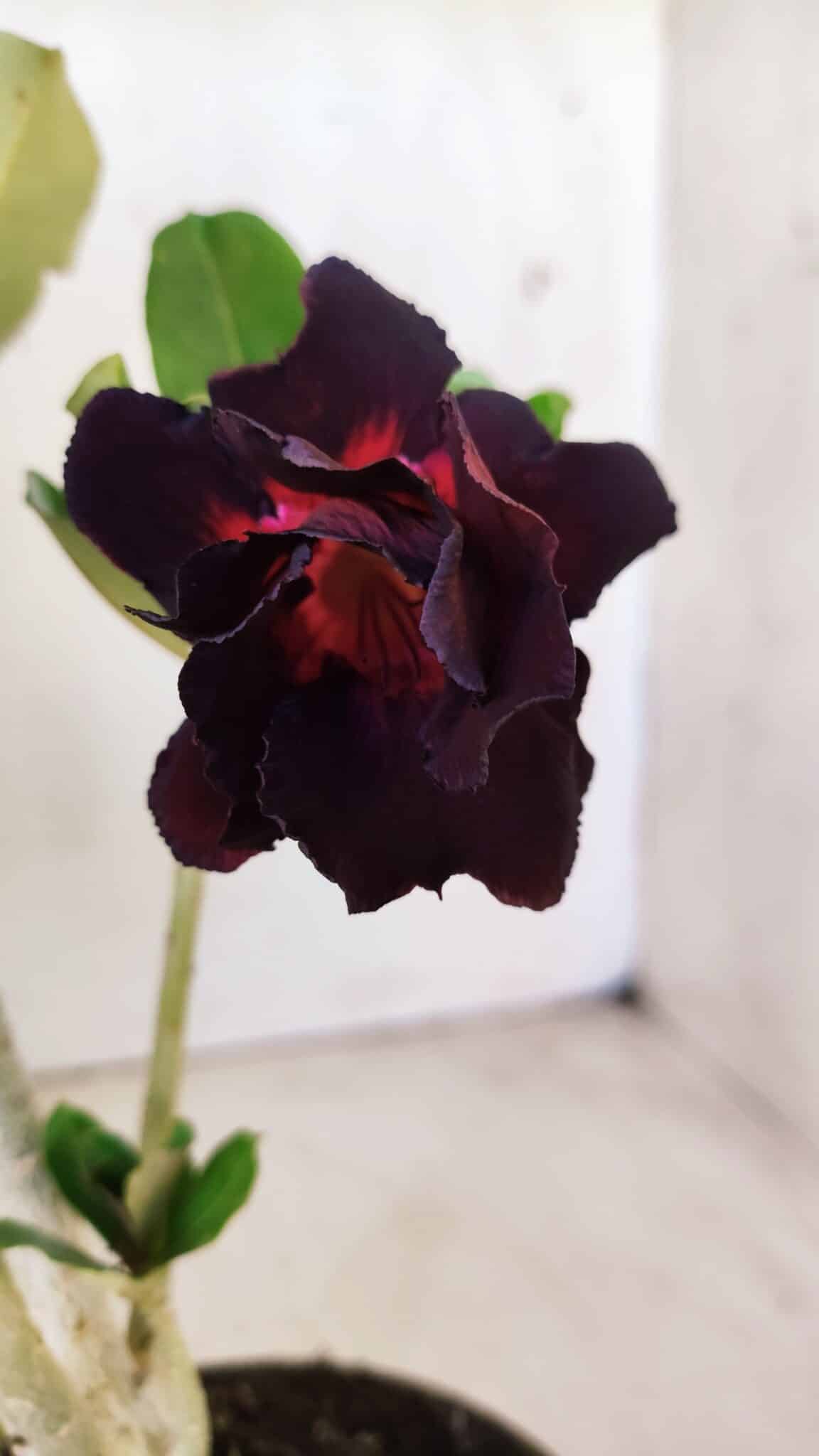 Planta Dobrada 2914 – 30cm – 02 anos
