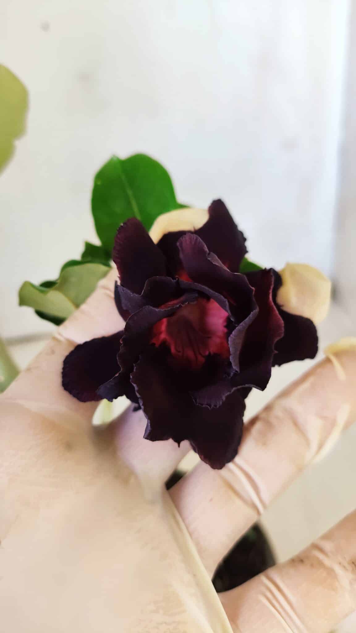 Planta Dobrada 2914 – 30cm – 02 anos