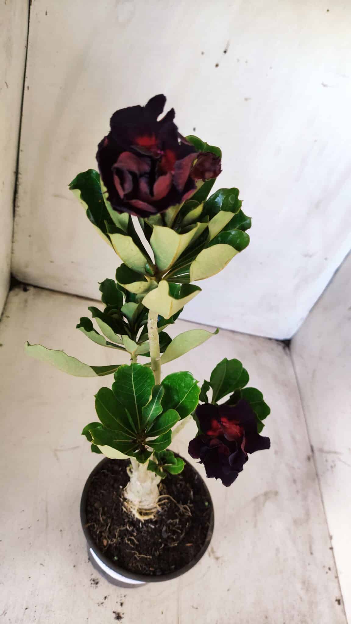 Planta Dobrada 2914 – 30cm – 02 anos