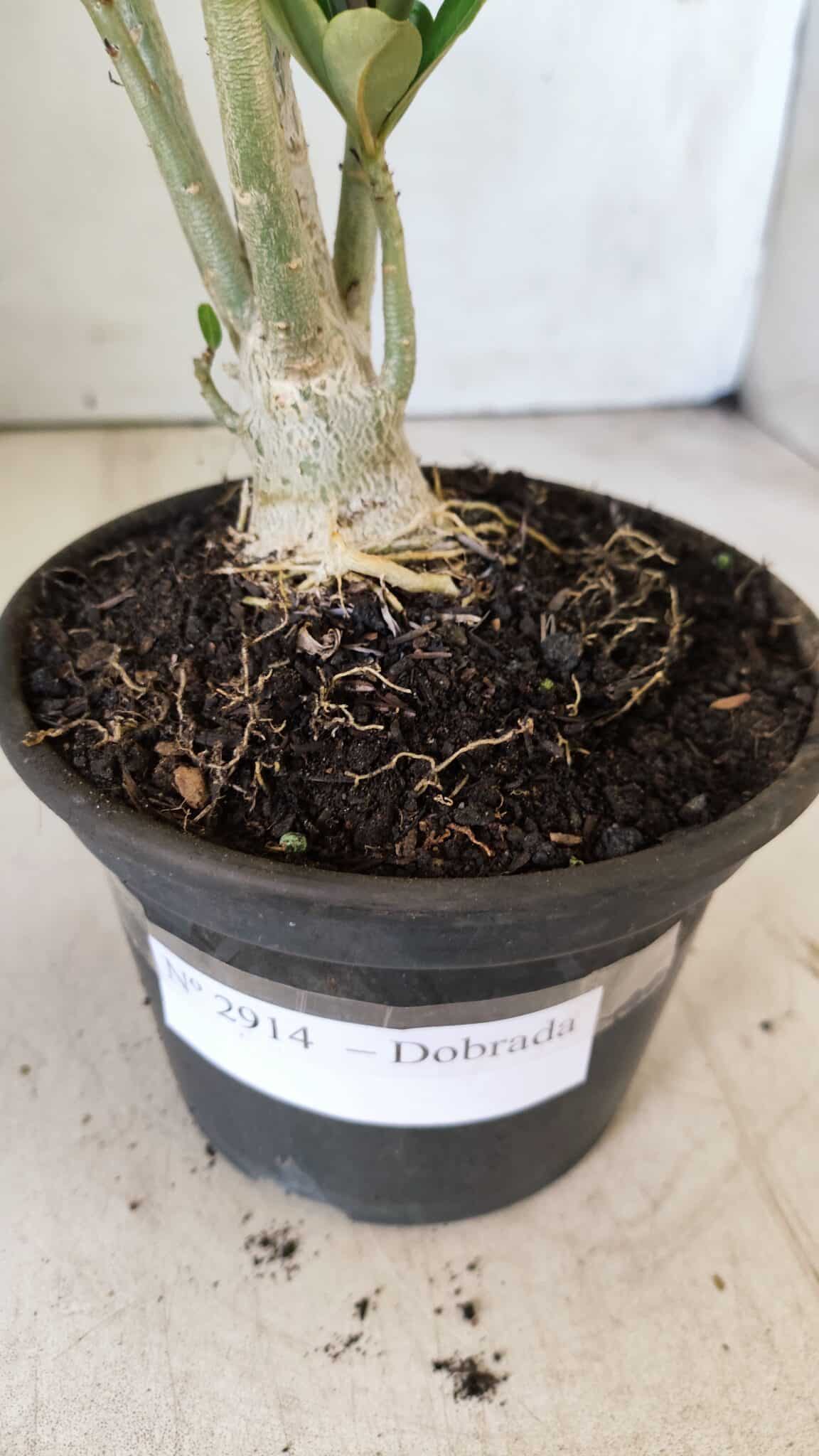 Planta Dobrada 2914 – 30cm – 02 anos