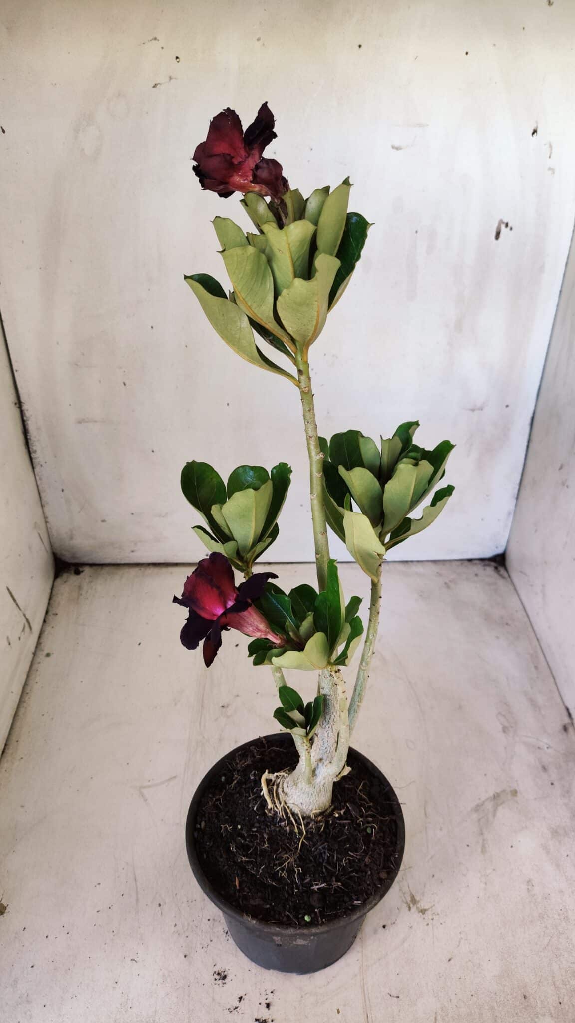 Planta Dobrada 2914 – 30cm – 02 anos