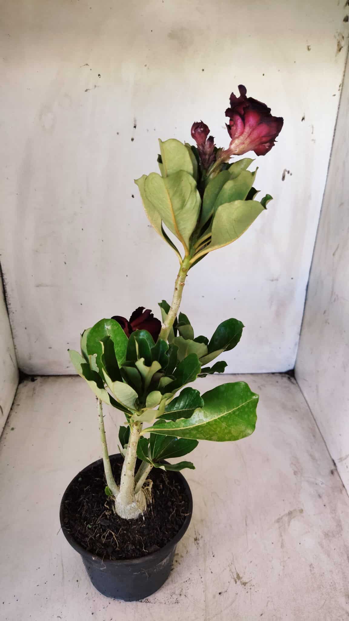 Planta Dobrada 2914 – 30cm – 02 anos