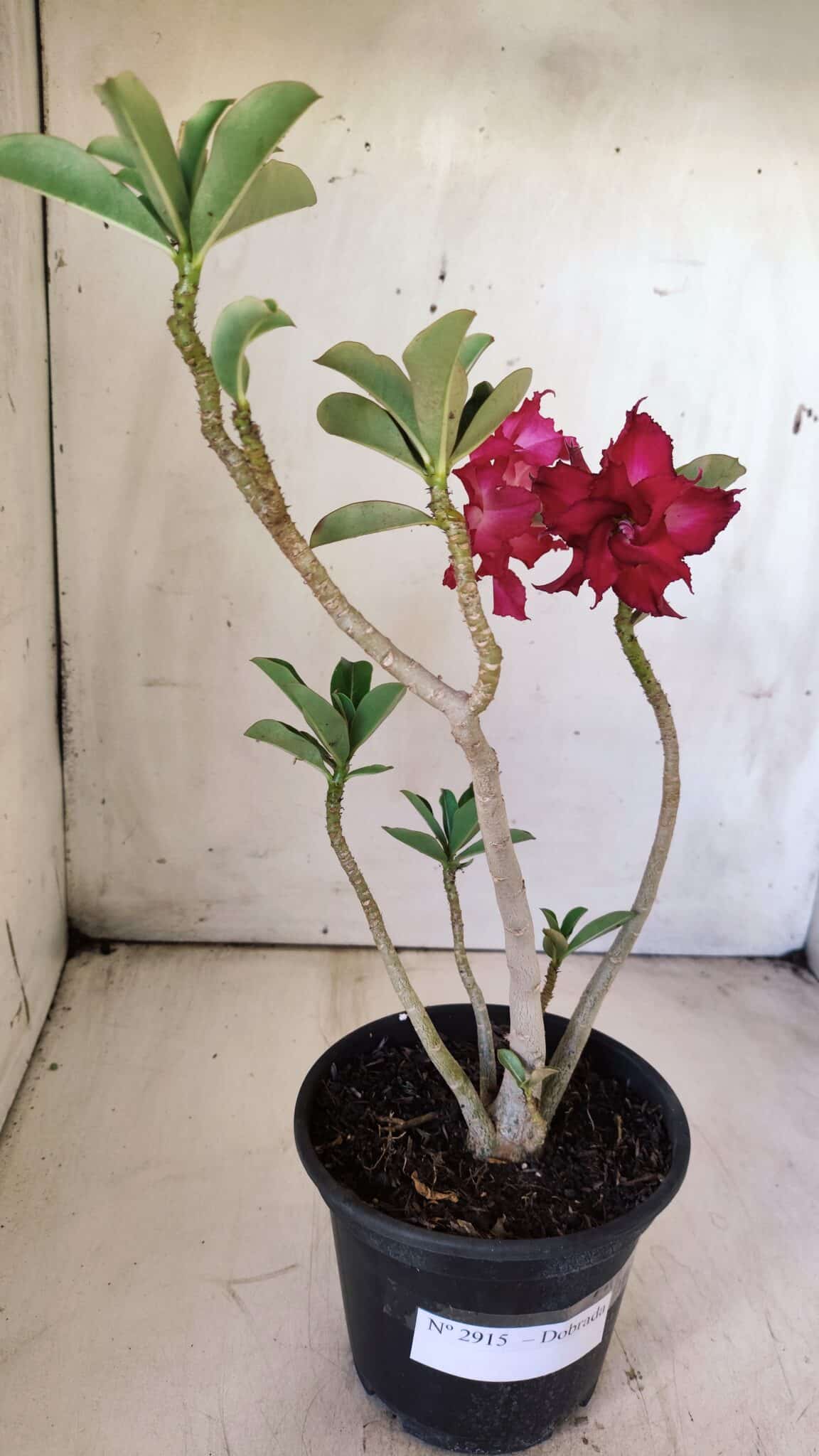 Planta Dobrada 2915 – 30cm – 02 anos