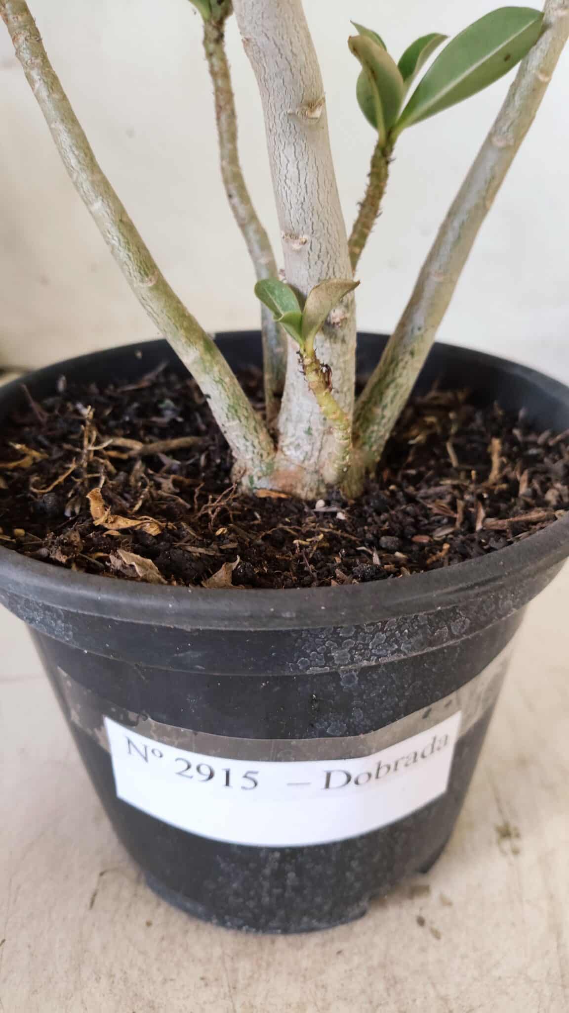 Planta Dobrada 2915 – 30cm – 02 anos