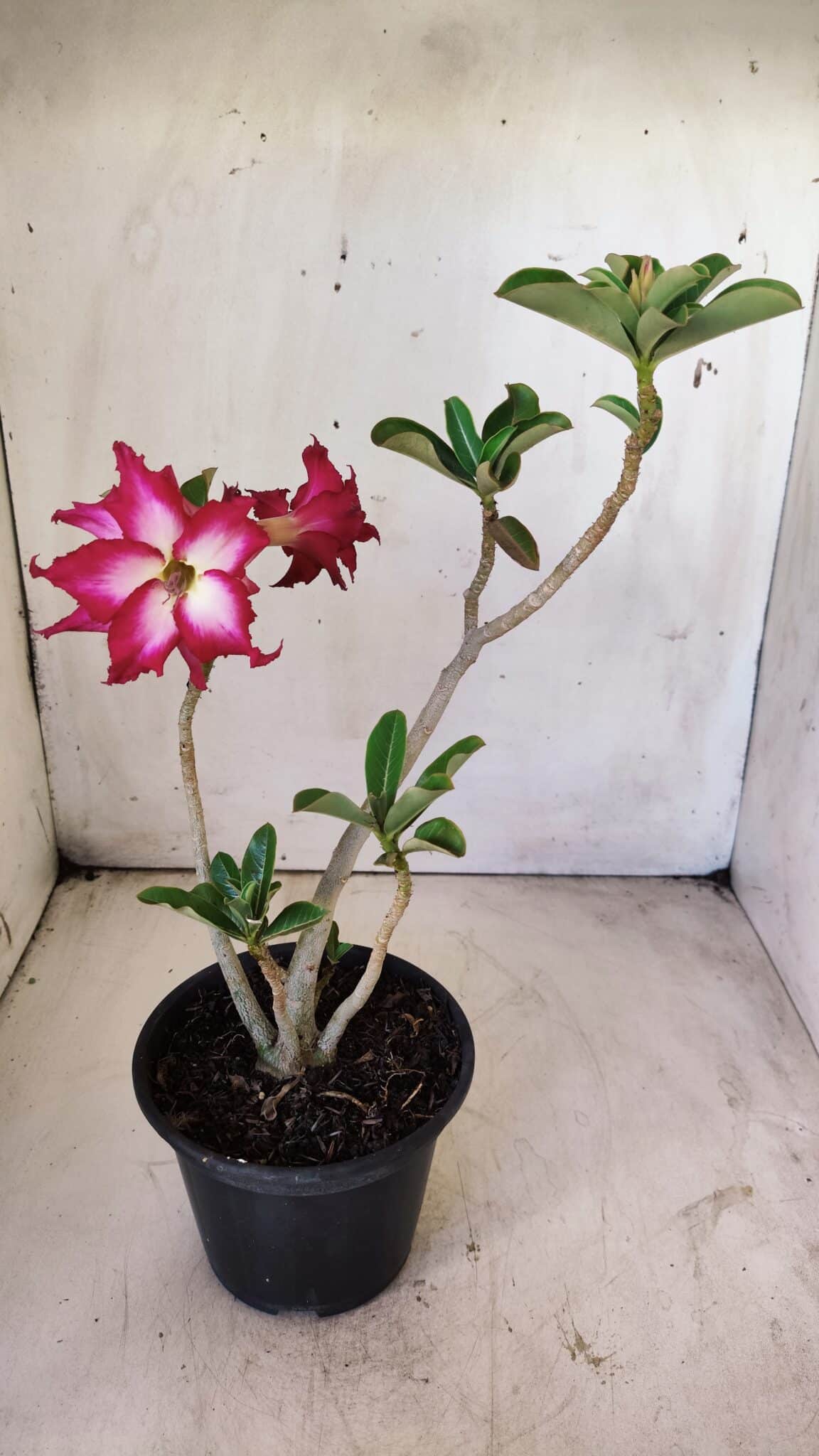 Planta Dobrada 2915 – 30cm – 02 anos