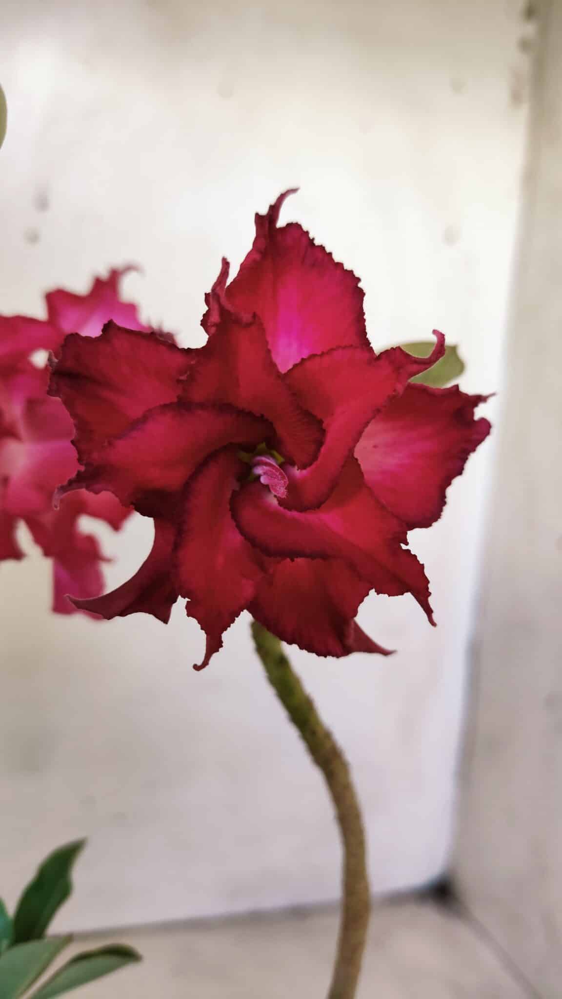 Planta Dobrada 2915 – 30cm – 02 anos