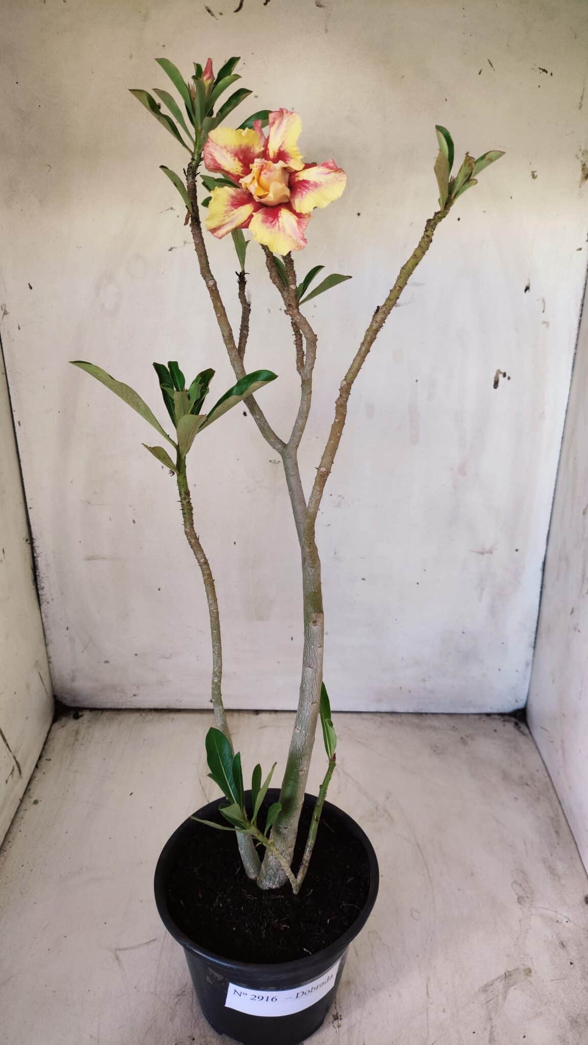 Planta Dobrada 2916 – 30cm – 02 anos