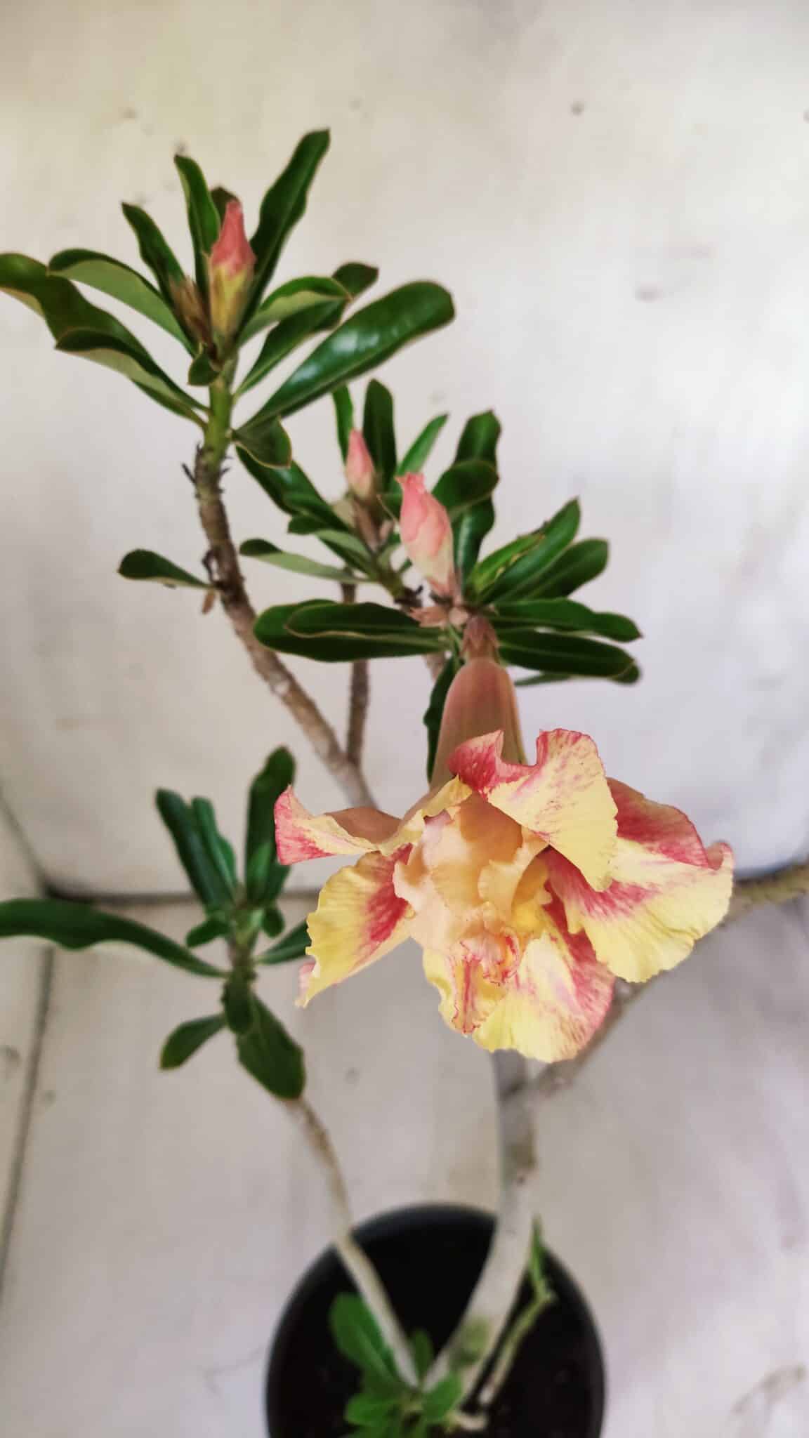 Planta Dobrada 2916 – 30cm – 02 anos