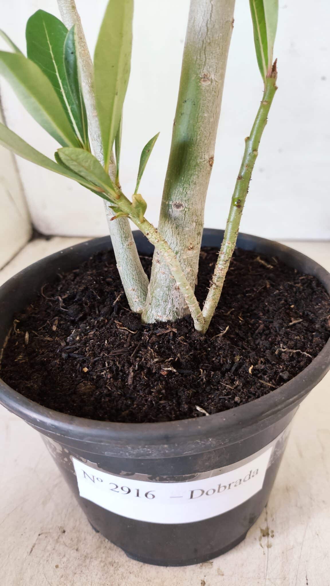 Planta Dobrada 2916 – 30cm – 02 anos
