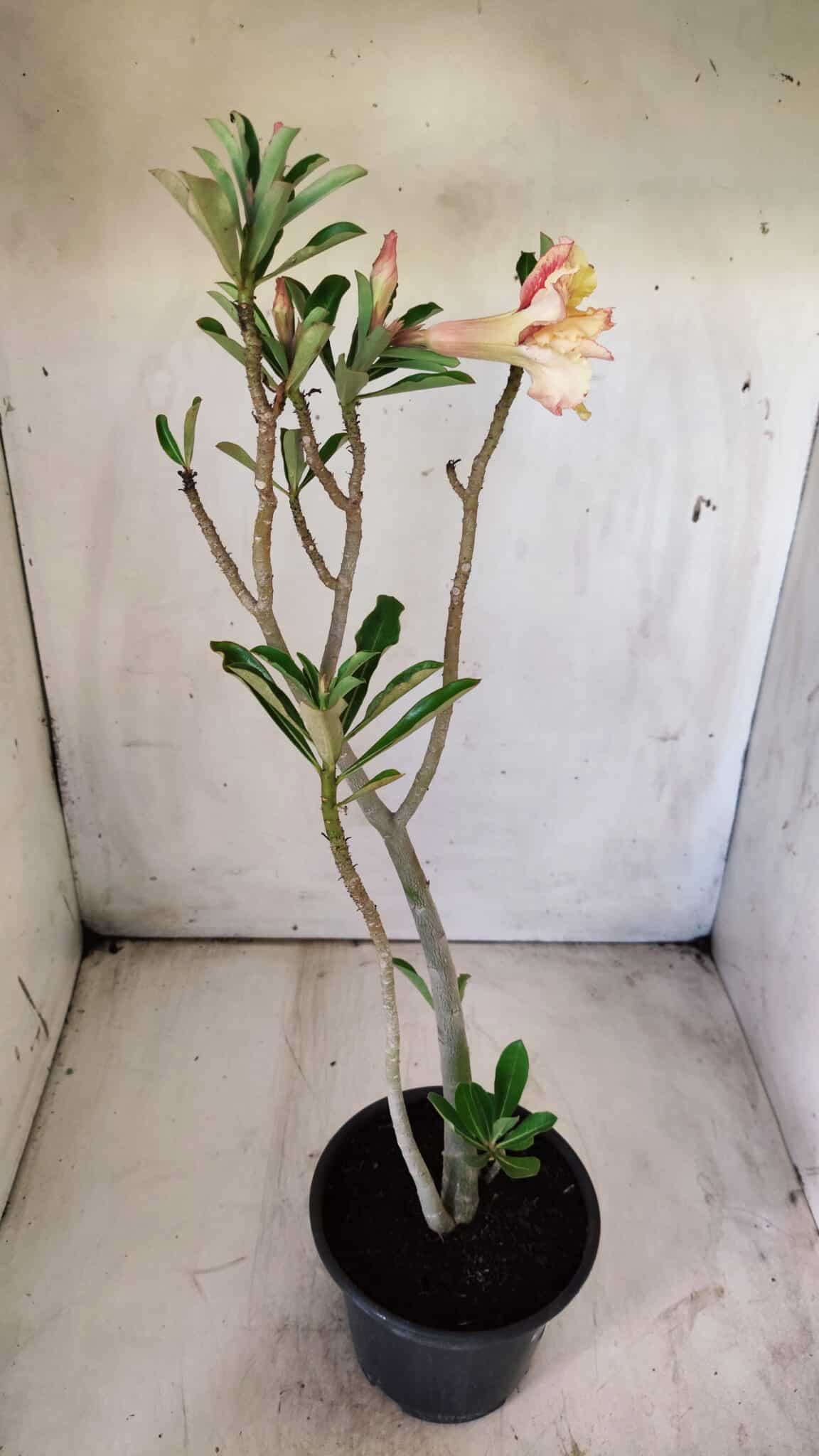 Planta Dobrada 2916 – 30cm – 02 anos