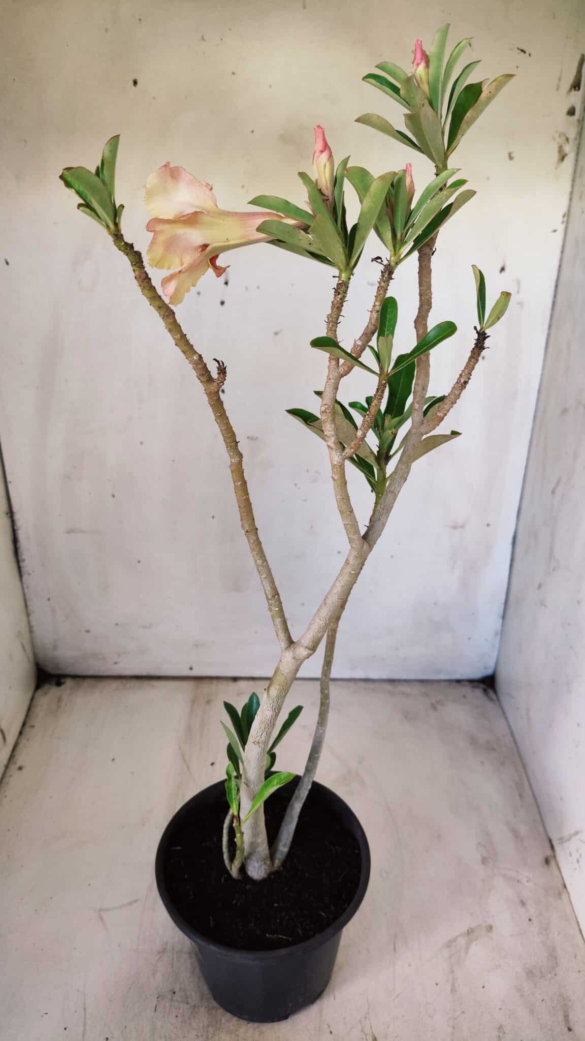Planta Dobrada 2916 – 30cm – 02 anos