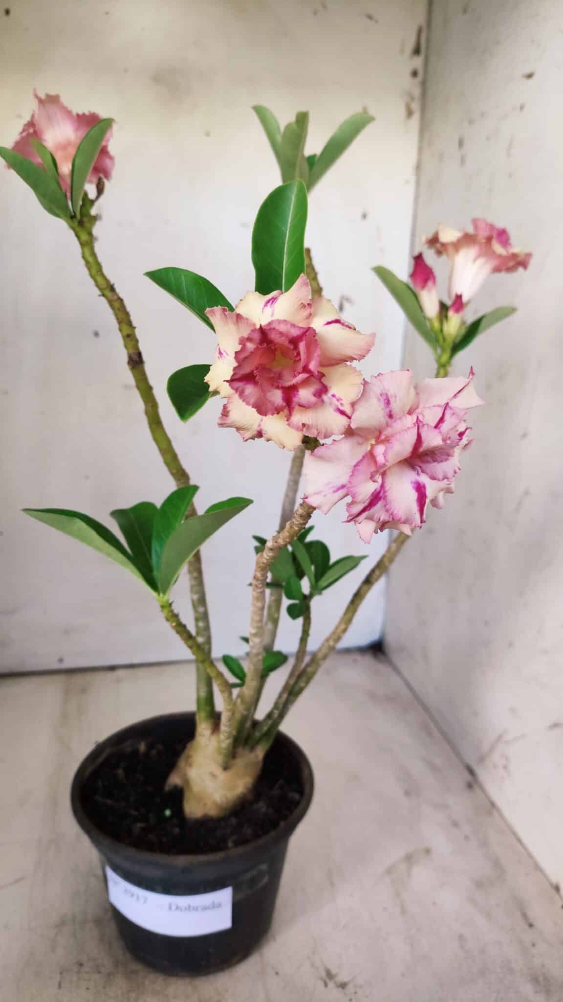 Planta Dobrada 2917 – 30cm – 02 anos