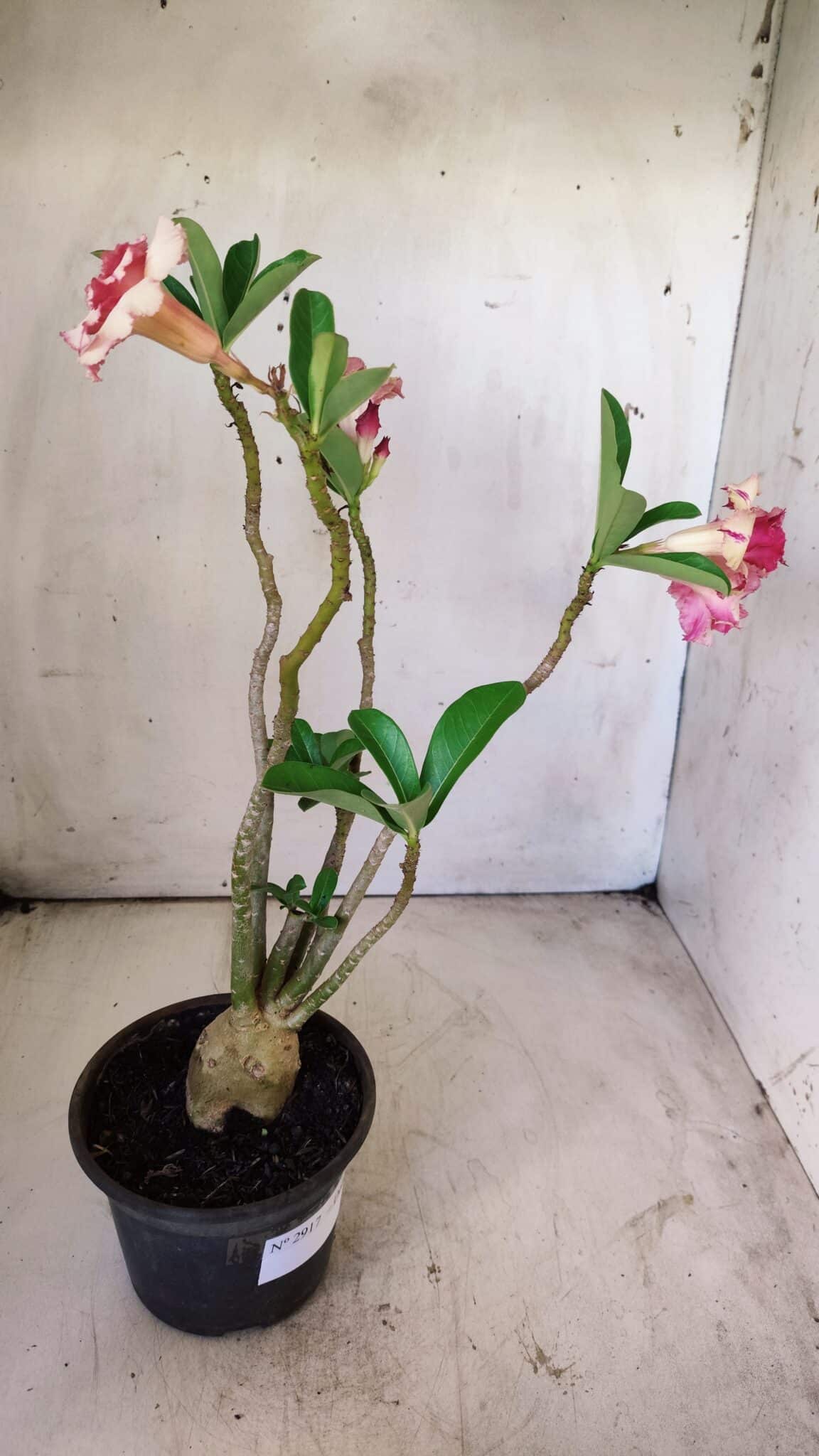 Planta Dobrada 2917 – 30cm – 02 anos