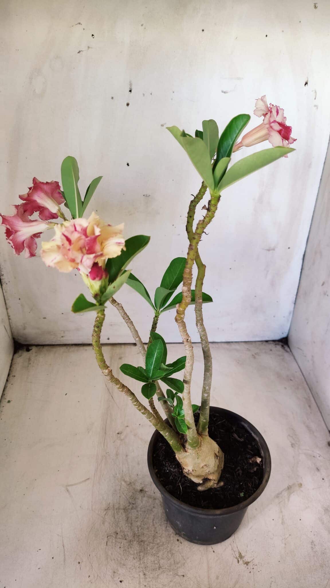 Planta Dobrada 2917 – 30cm – 02 anos