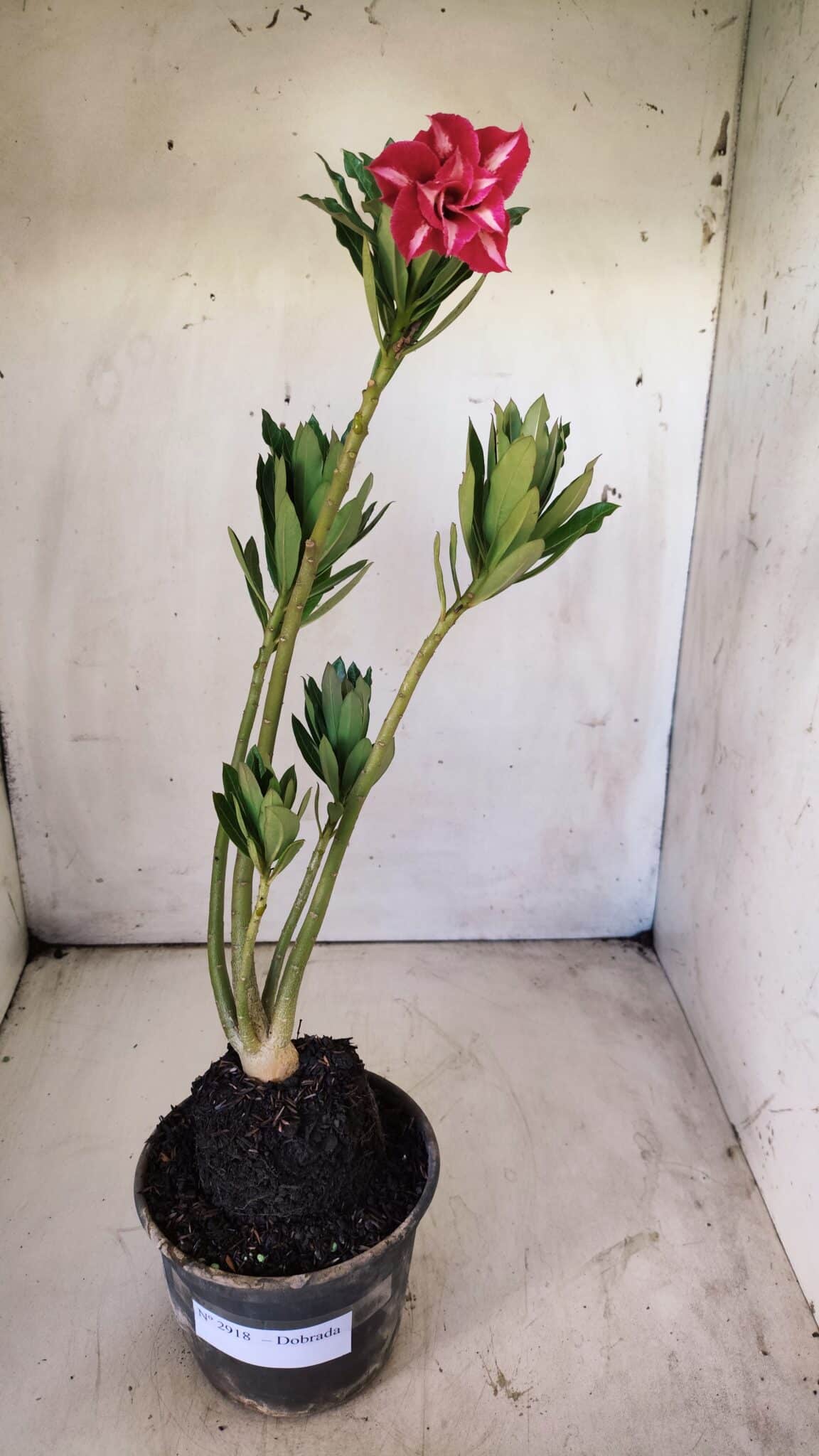 Planta Dobrada 2918 – 35cm – 03 anos