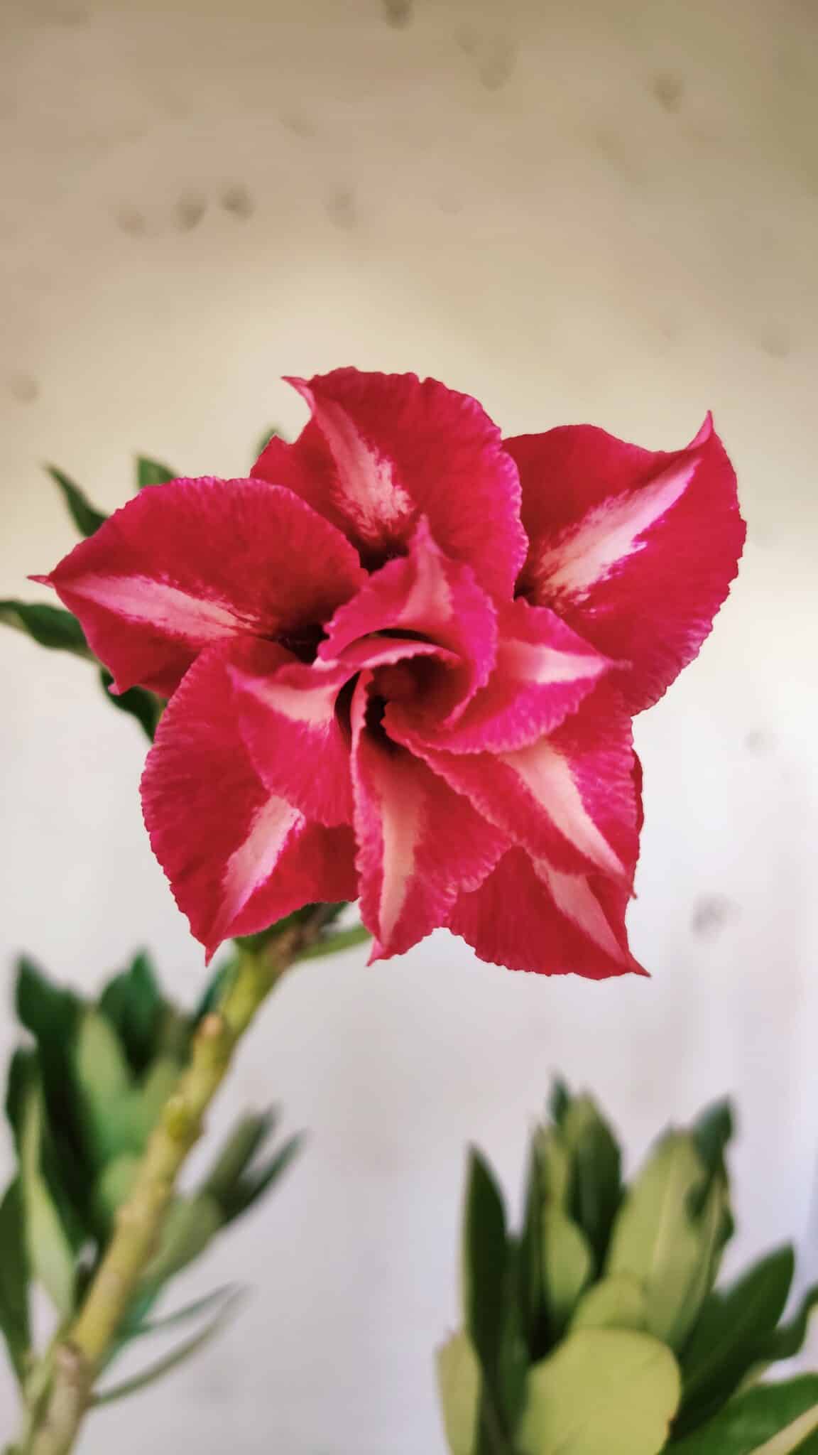Planta Dobrada 2918 – 35cm – 03 anos