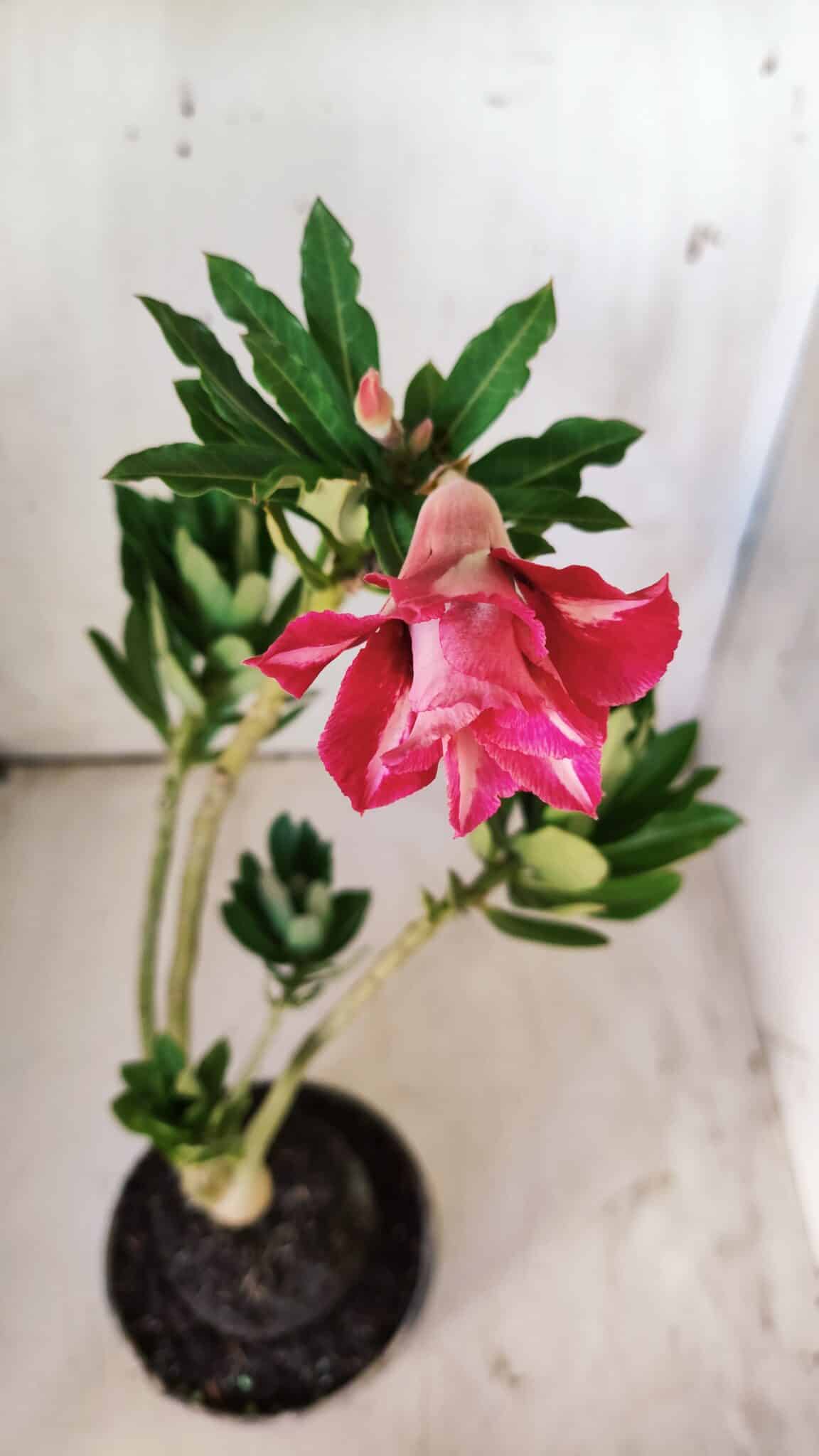 Planta Dobrada 2918 – 35cm – 03 anos