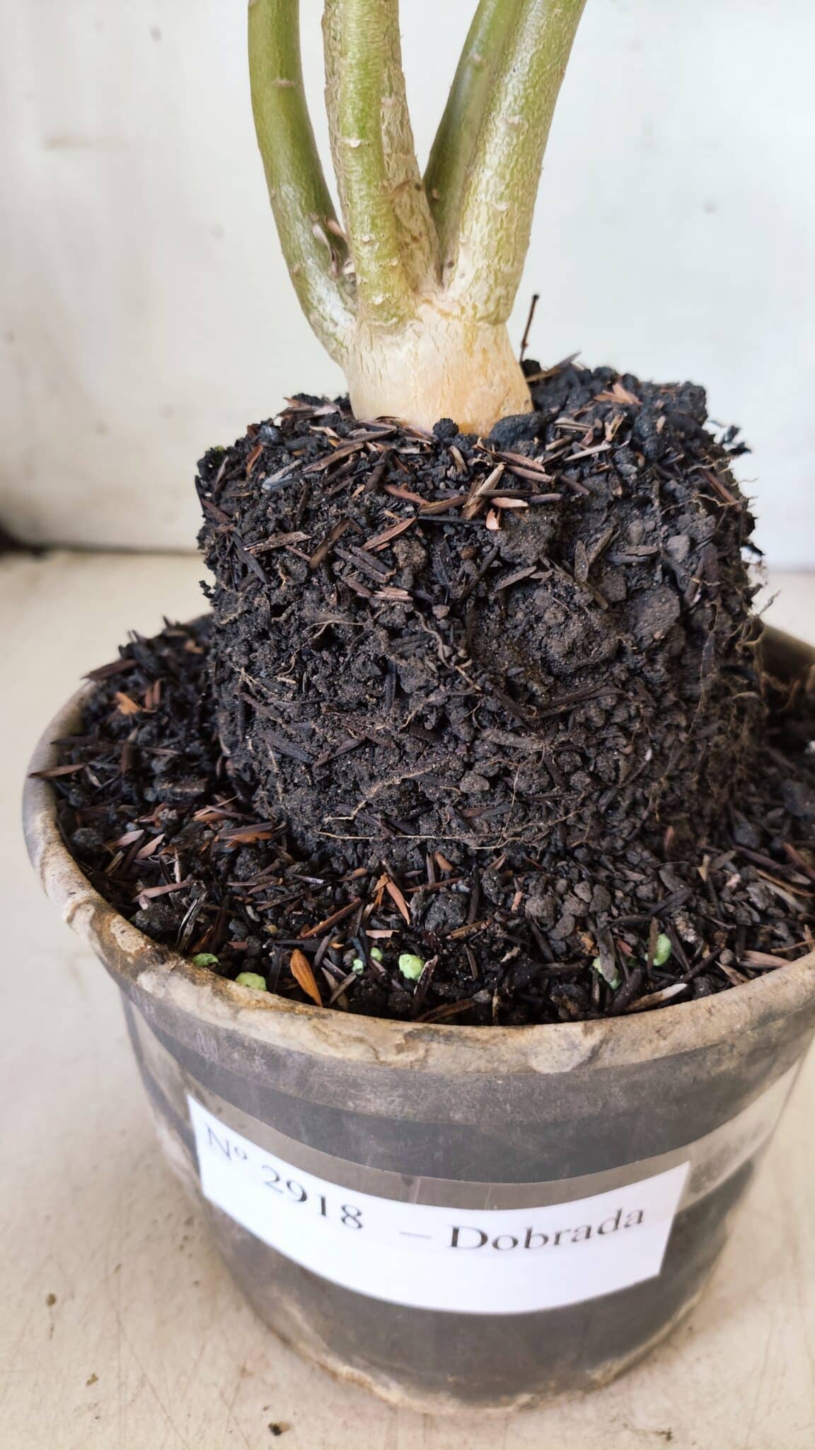 Planta Dobrada 2918 – 35cm – 03 anos