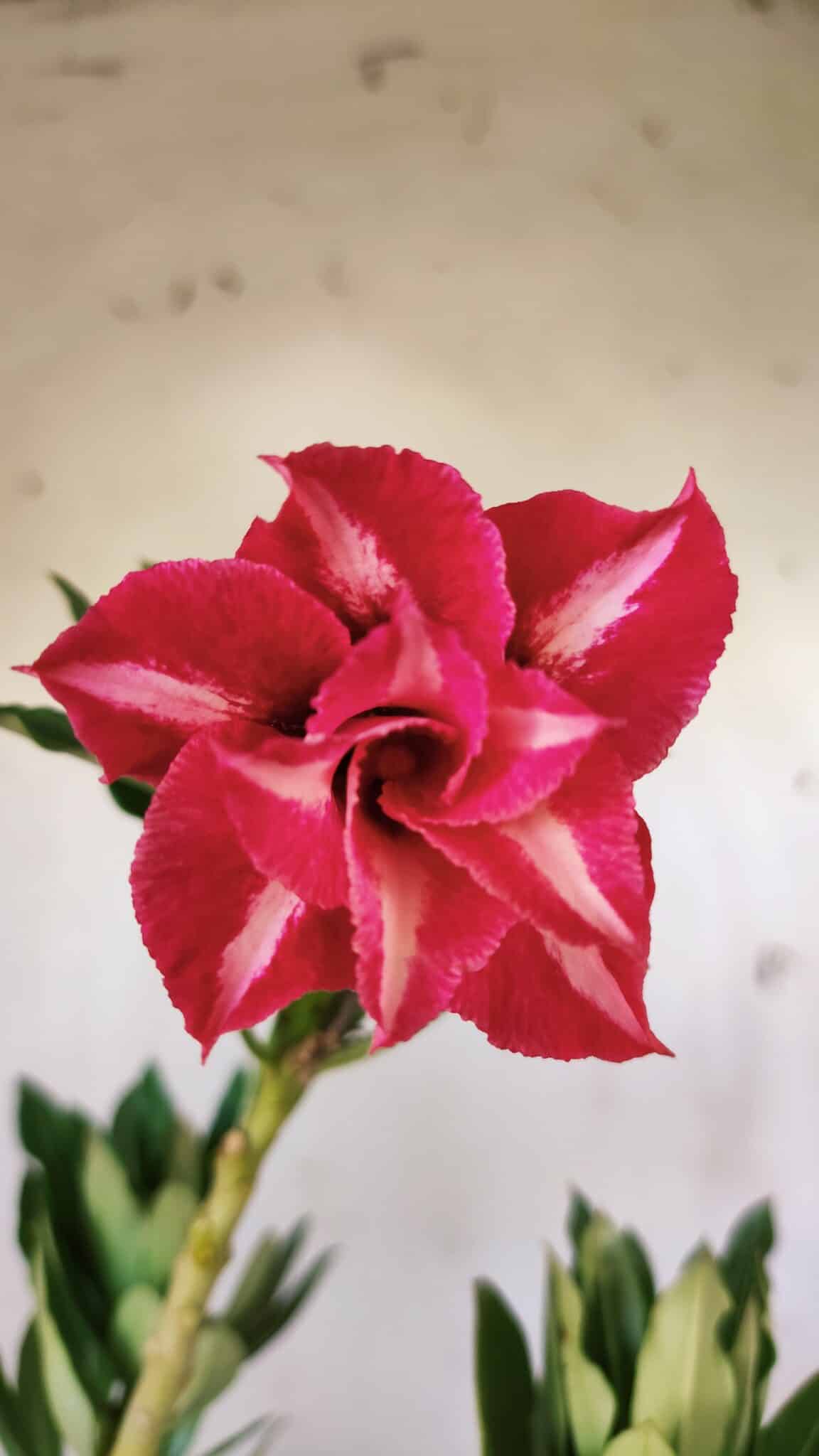 Planta Dobrada 2918 – 35cm – 03 anos