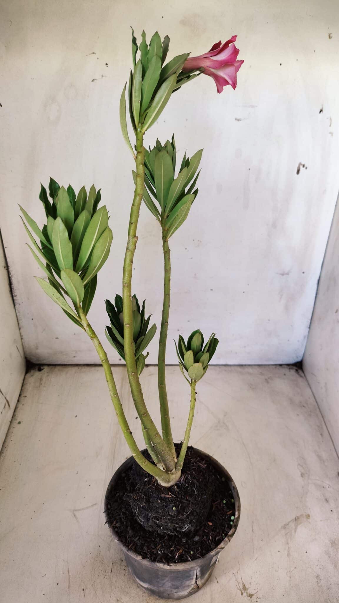 Planta Dobrada 2918 – 35cm – 03 anos