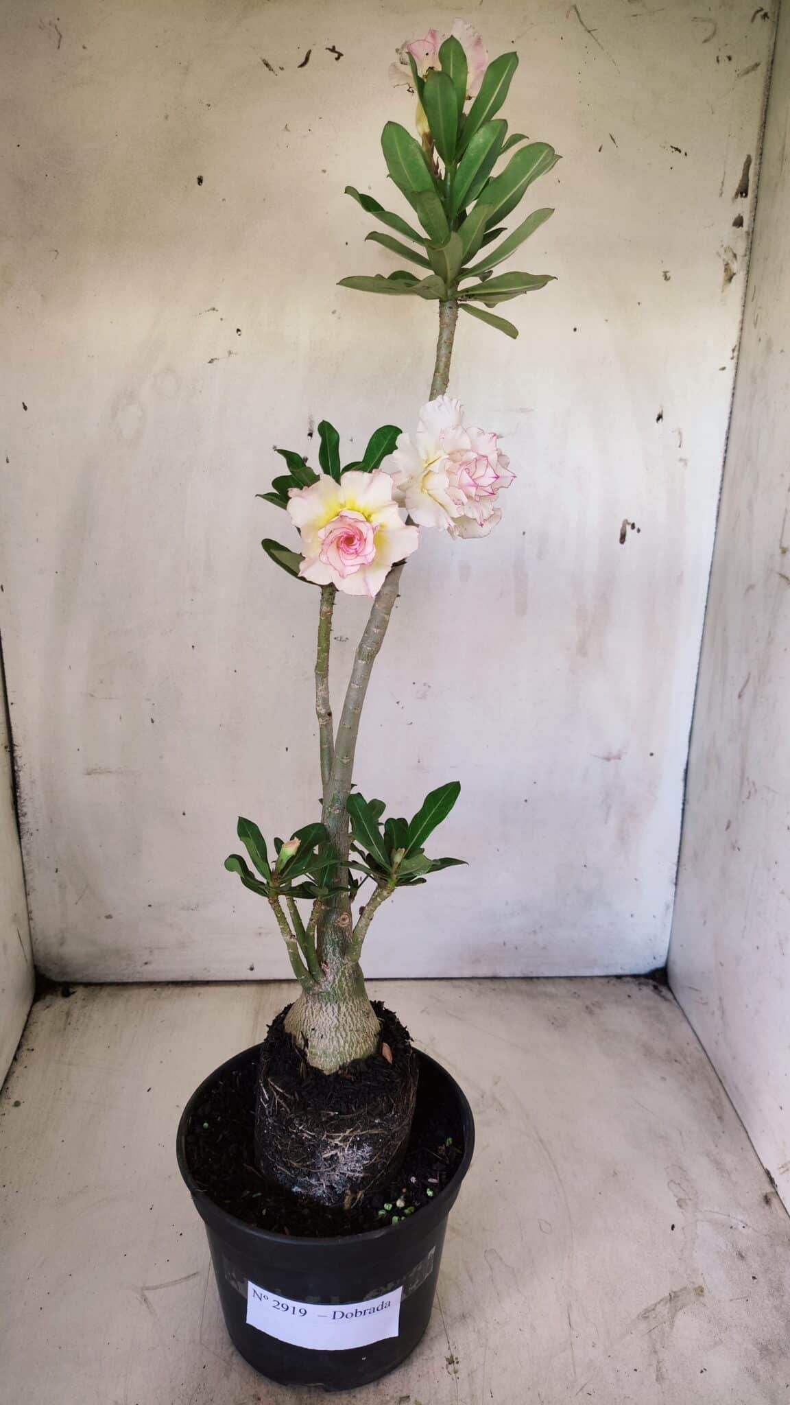 Planta Dobrada 2919 – 35cm – 03 anos