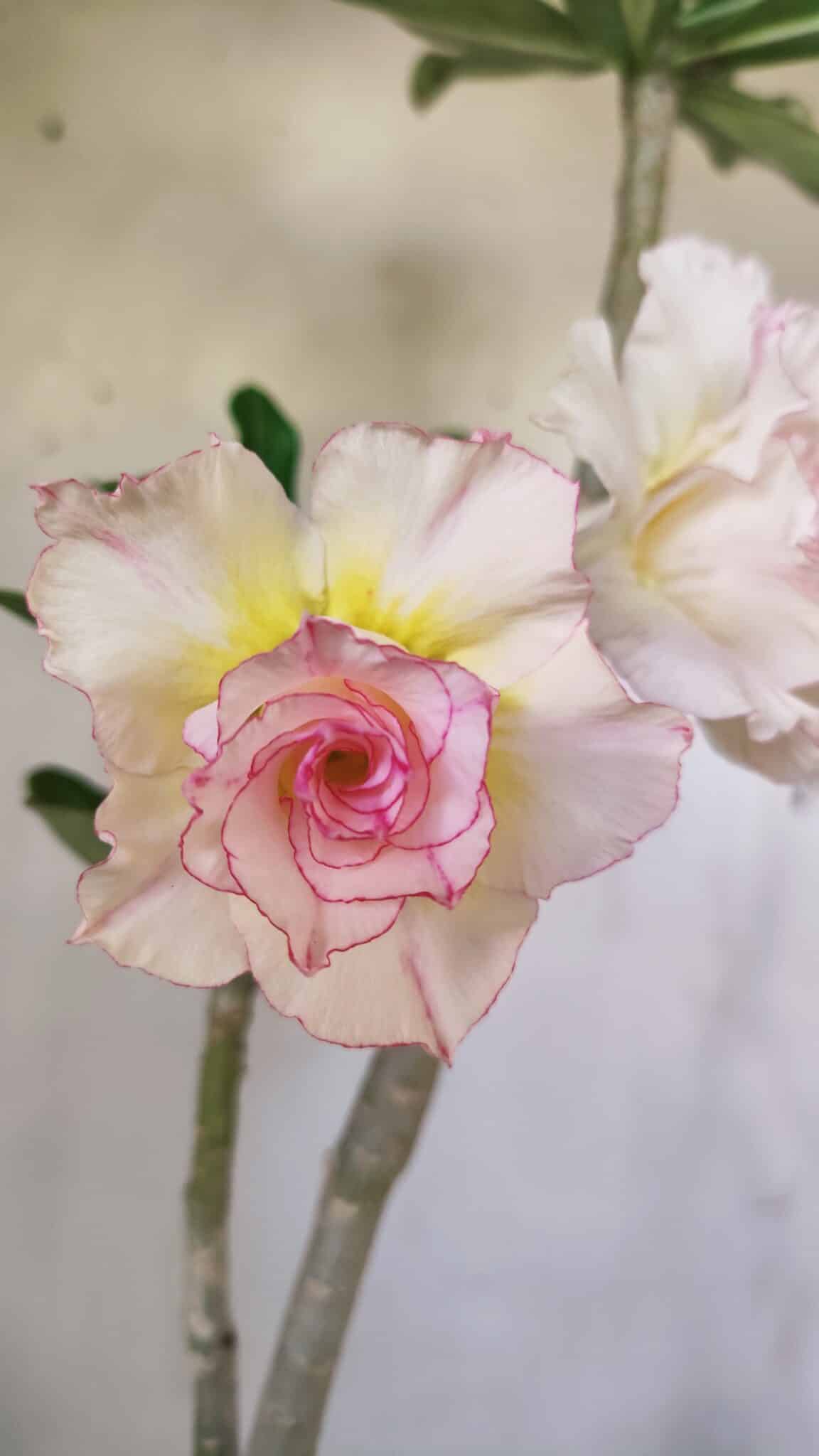 Planta Dobrada 2919 – 35cm – 03 anos
