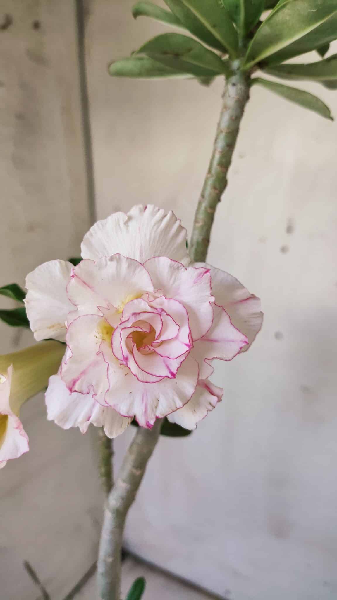 Planta Dobrada 2919 – 35cm – 03 anos