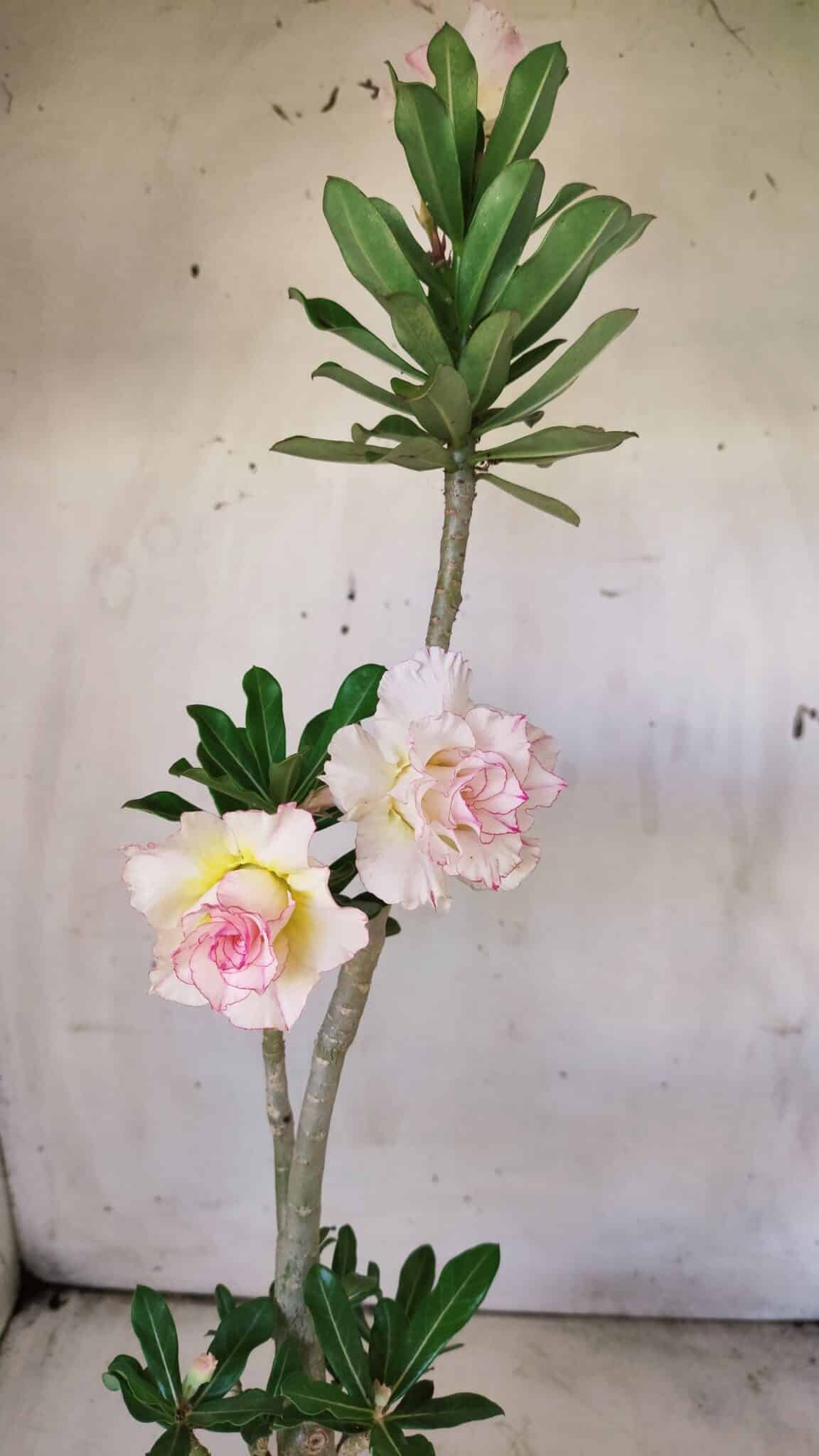 Planta Dobrada 2919 – 35cm – 03 anos